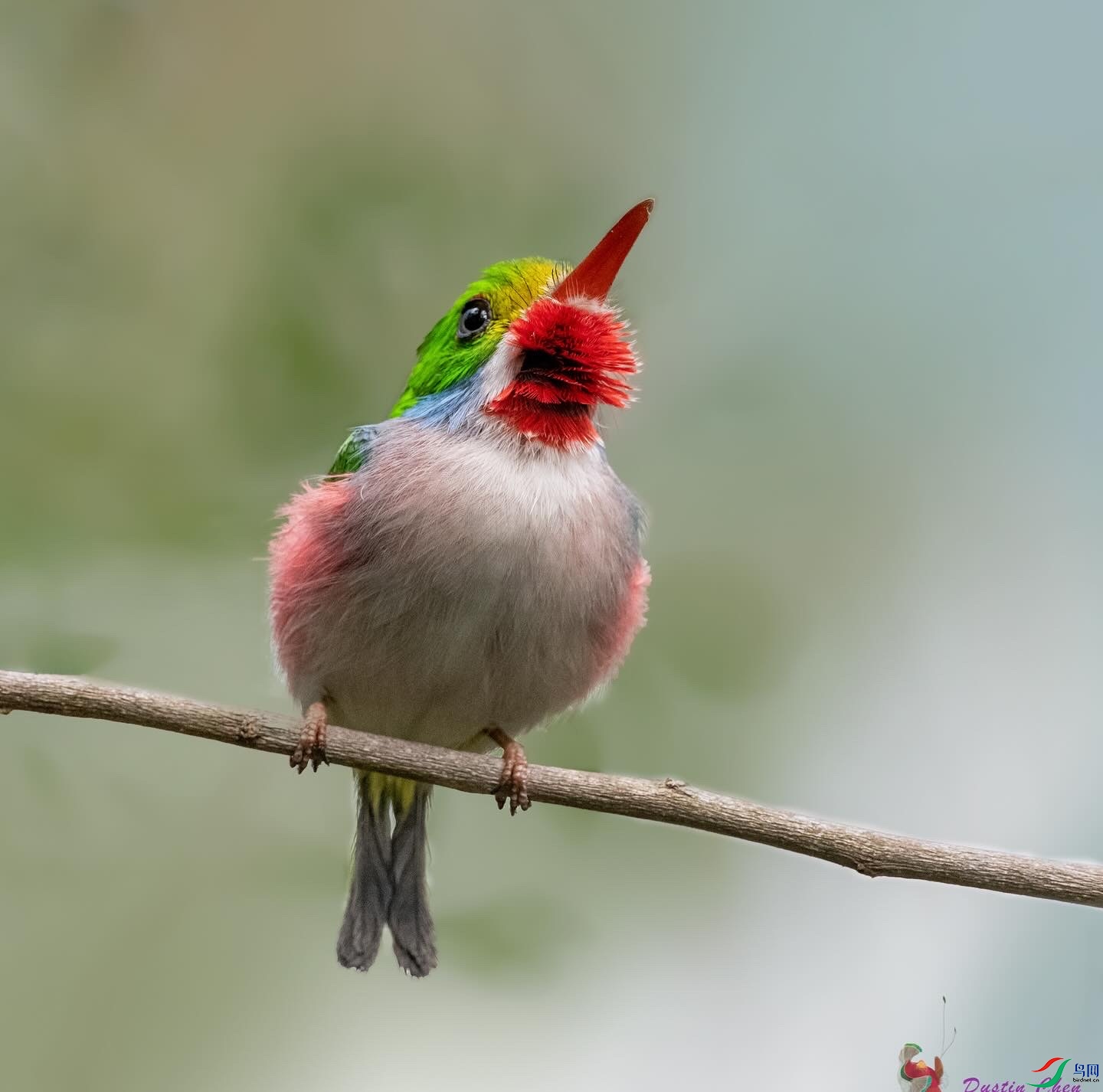 ��ɫ��β�t