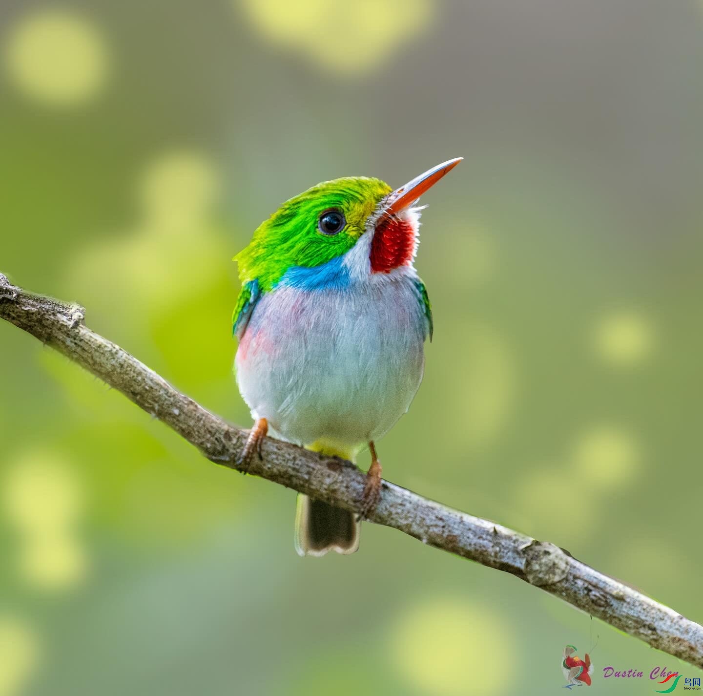 ��ɫ��β�t