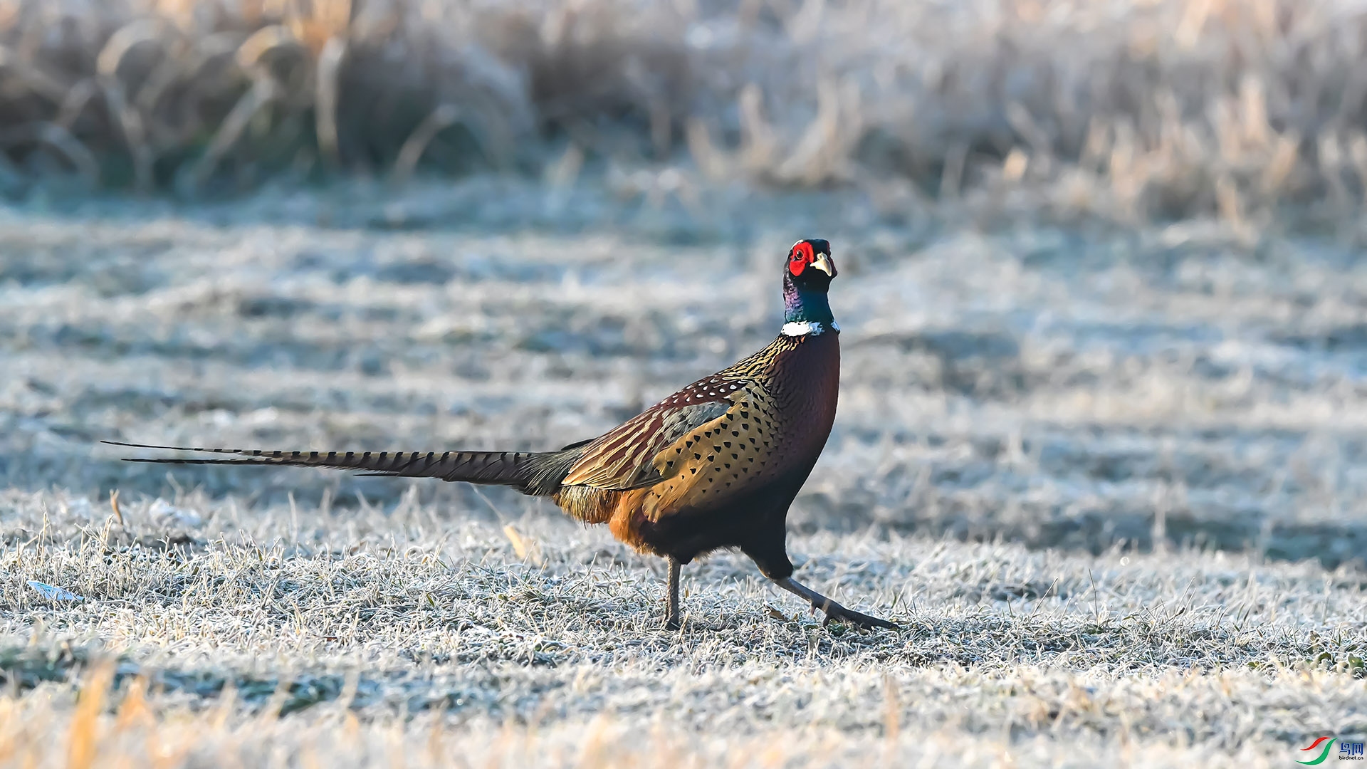 DSC_6816 ����.jpg