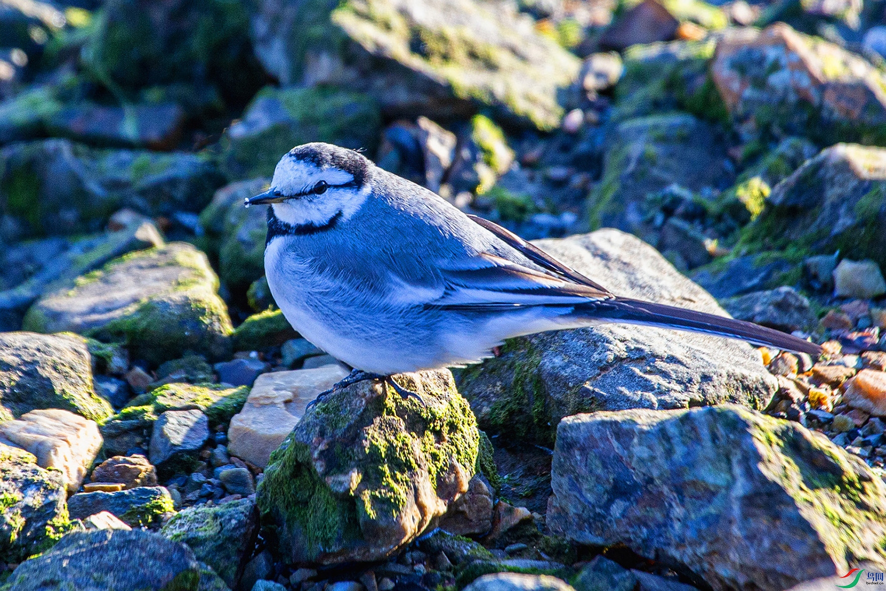 _MG_7479 ���� 4.jpg