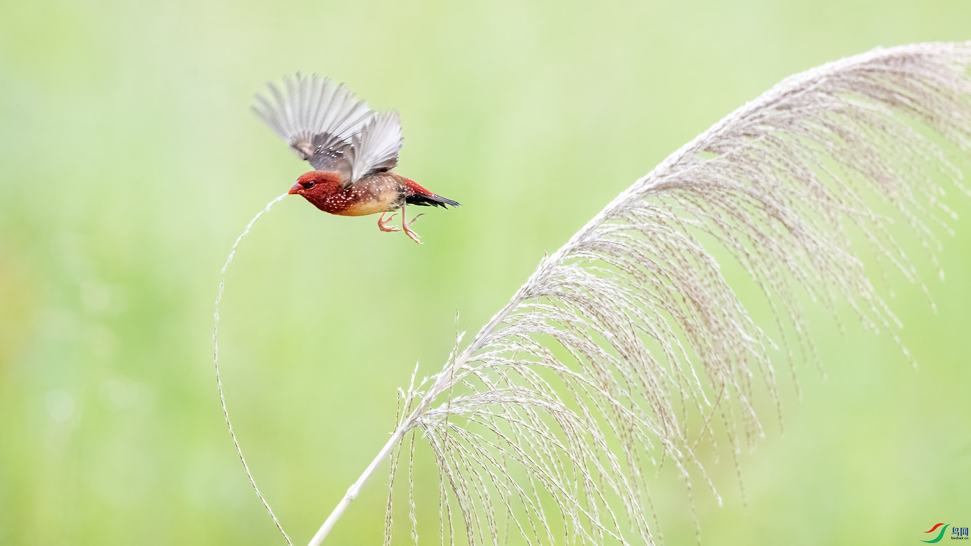 DSC_8296 ����.jpg