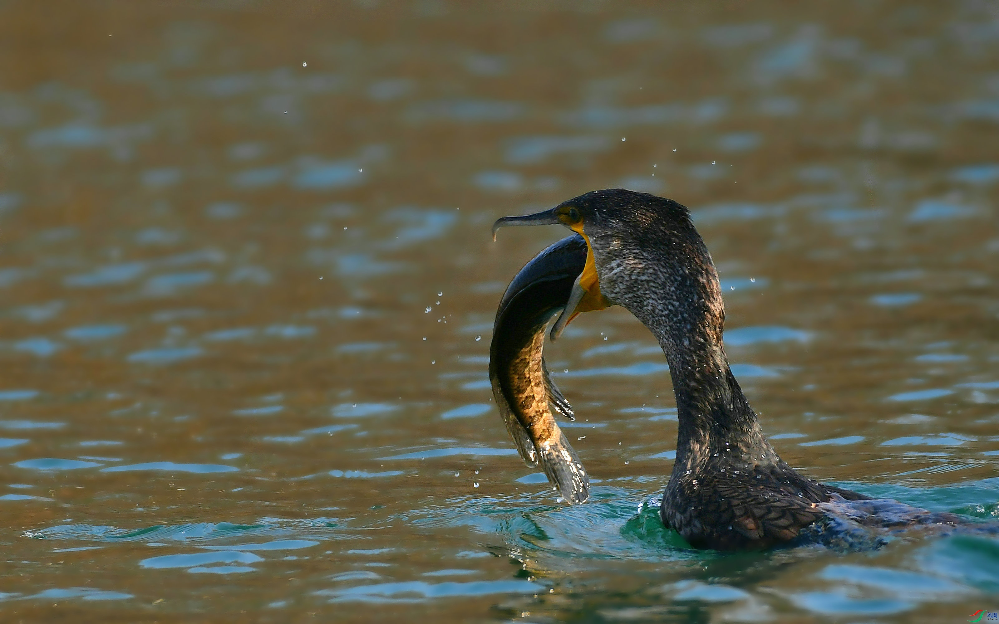 DSC_6937.JPG