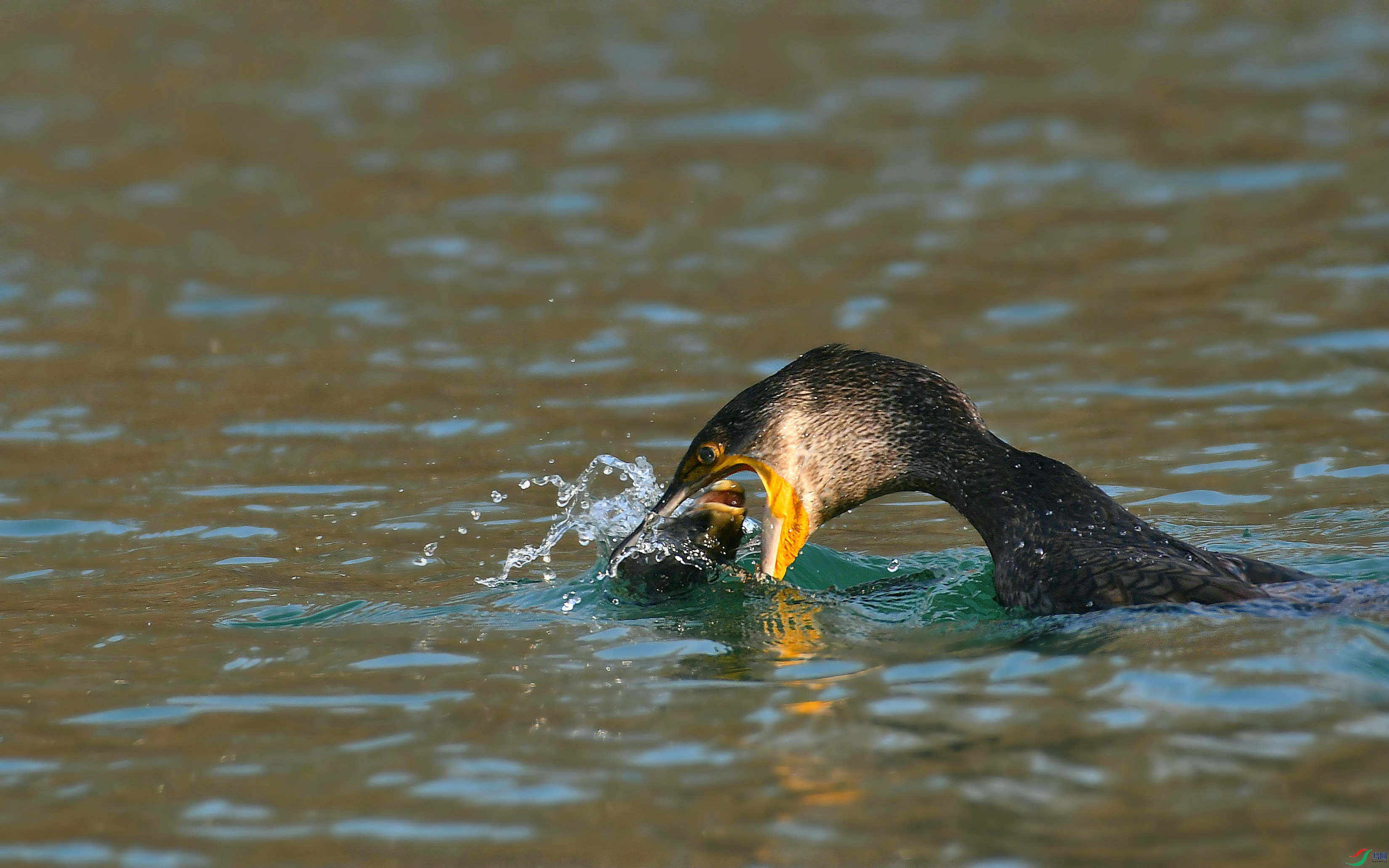 DSC_6939.JPG