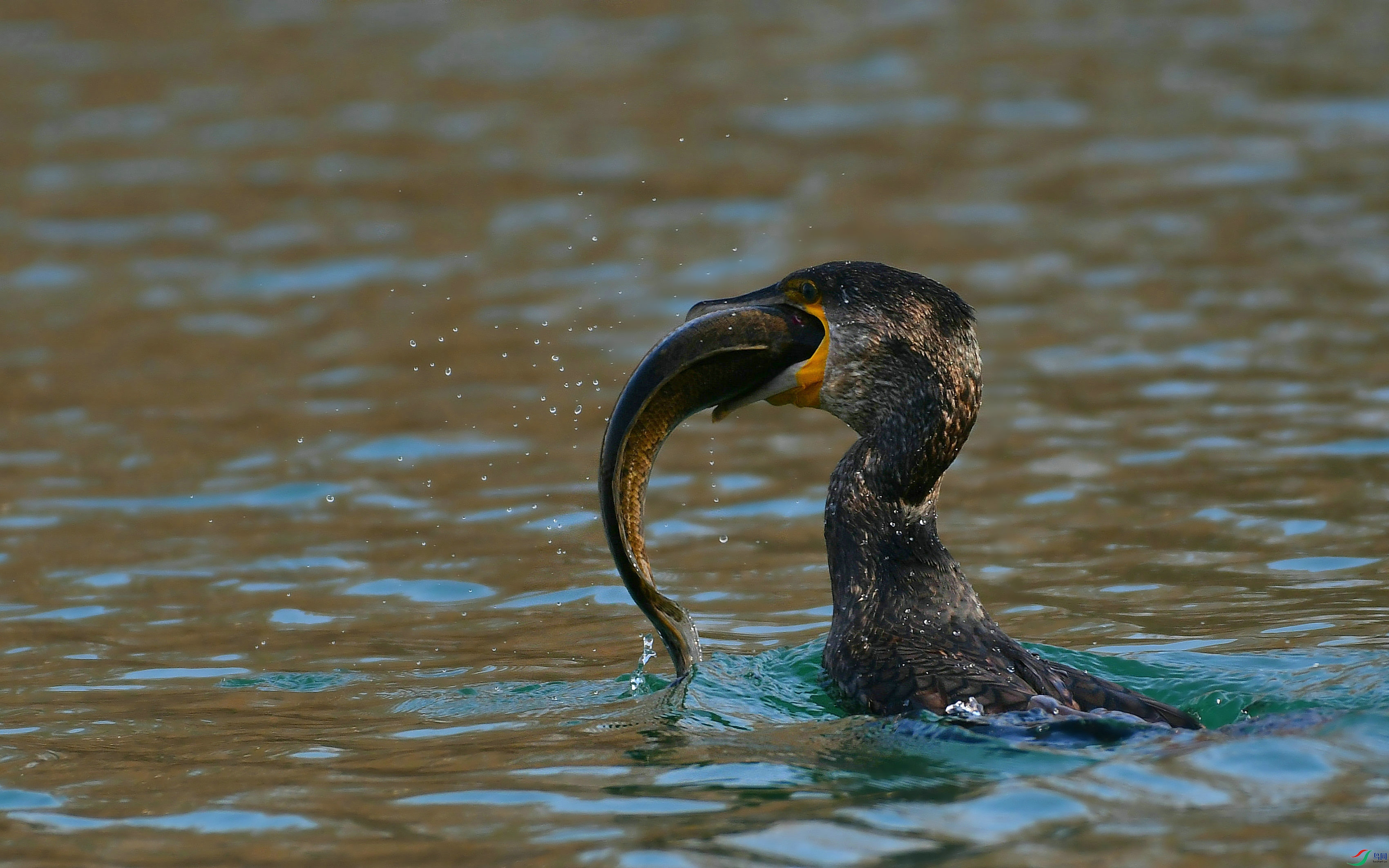 DSC_6935.JPG
