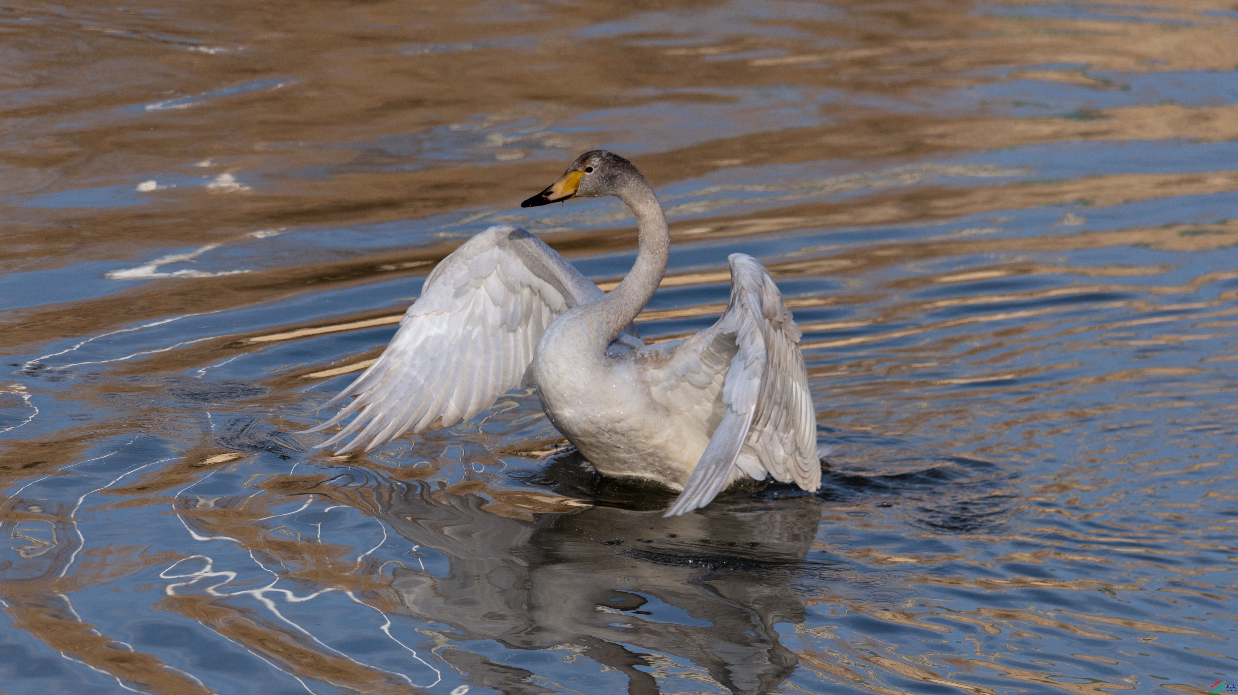 7X5A5996 - ����.jpg