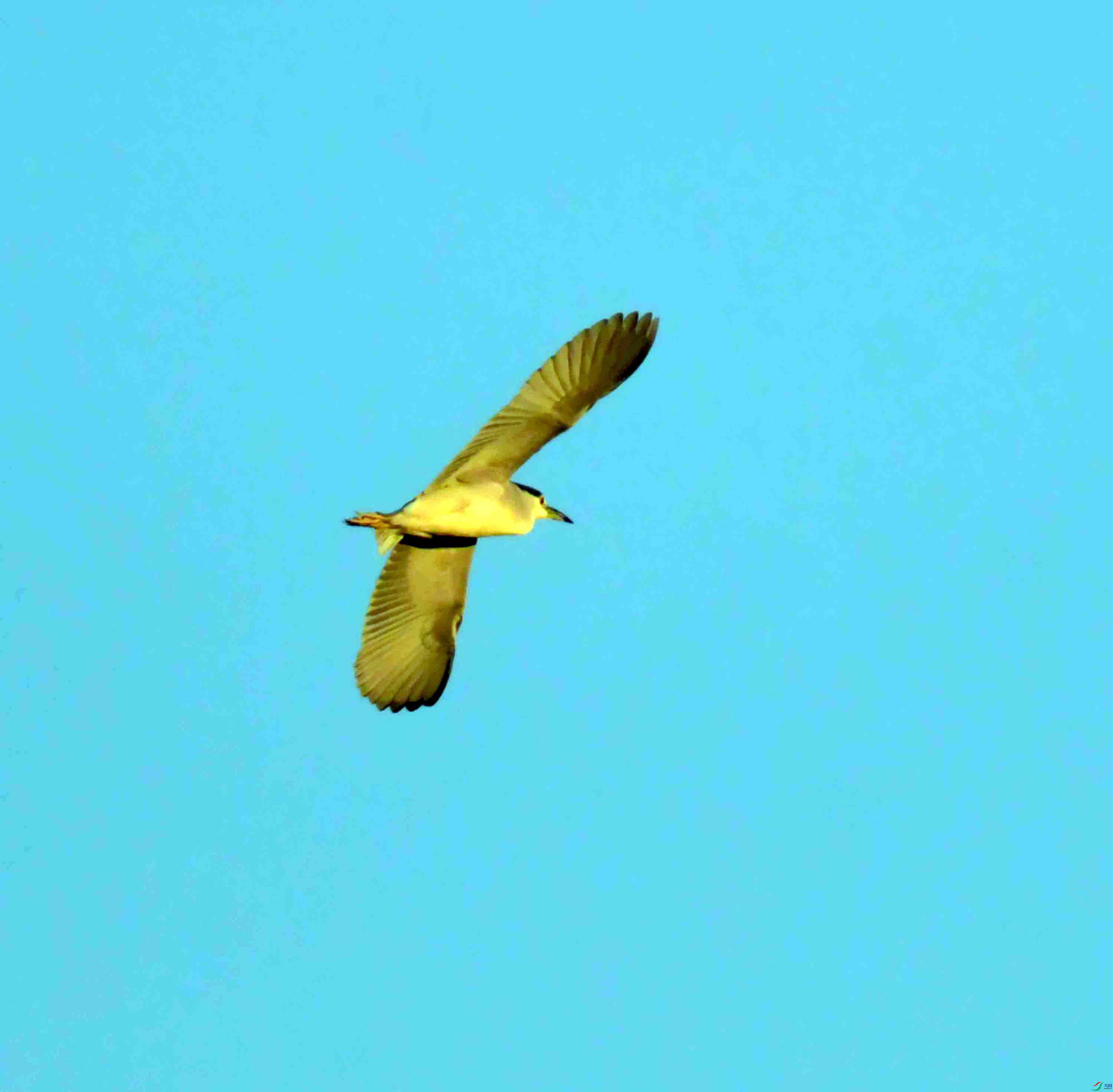 DSC_9775.JPG