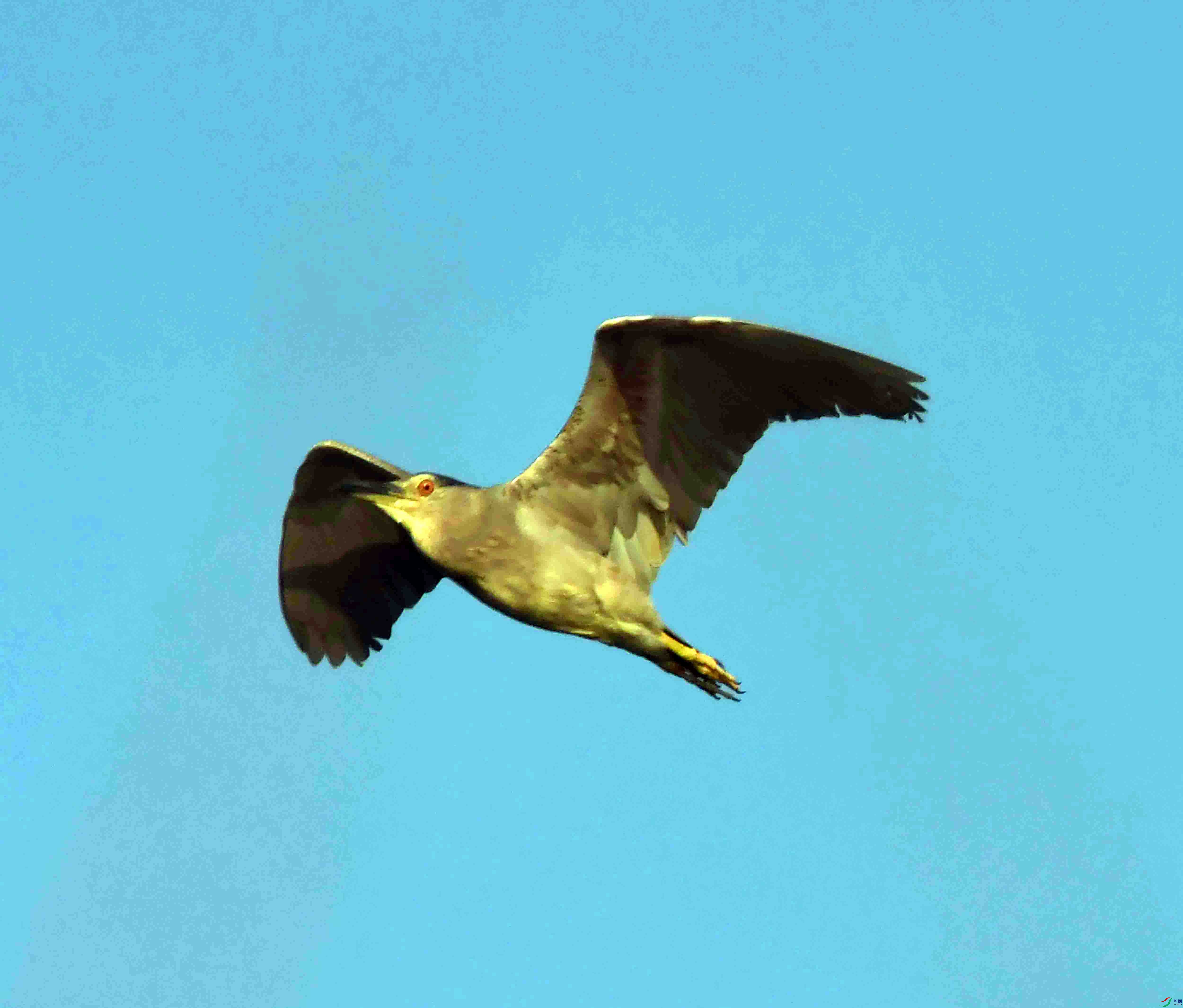 DSC_9944.JPG