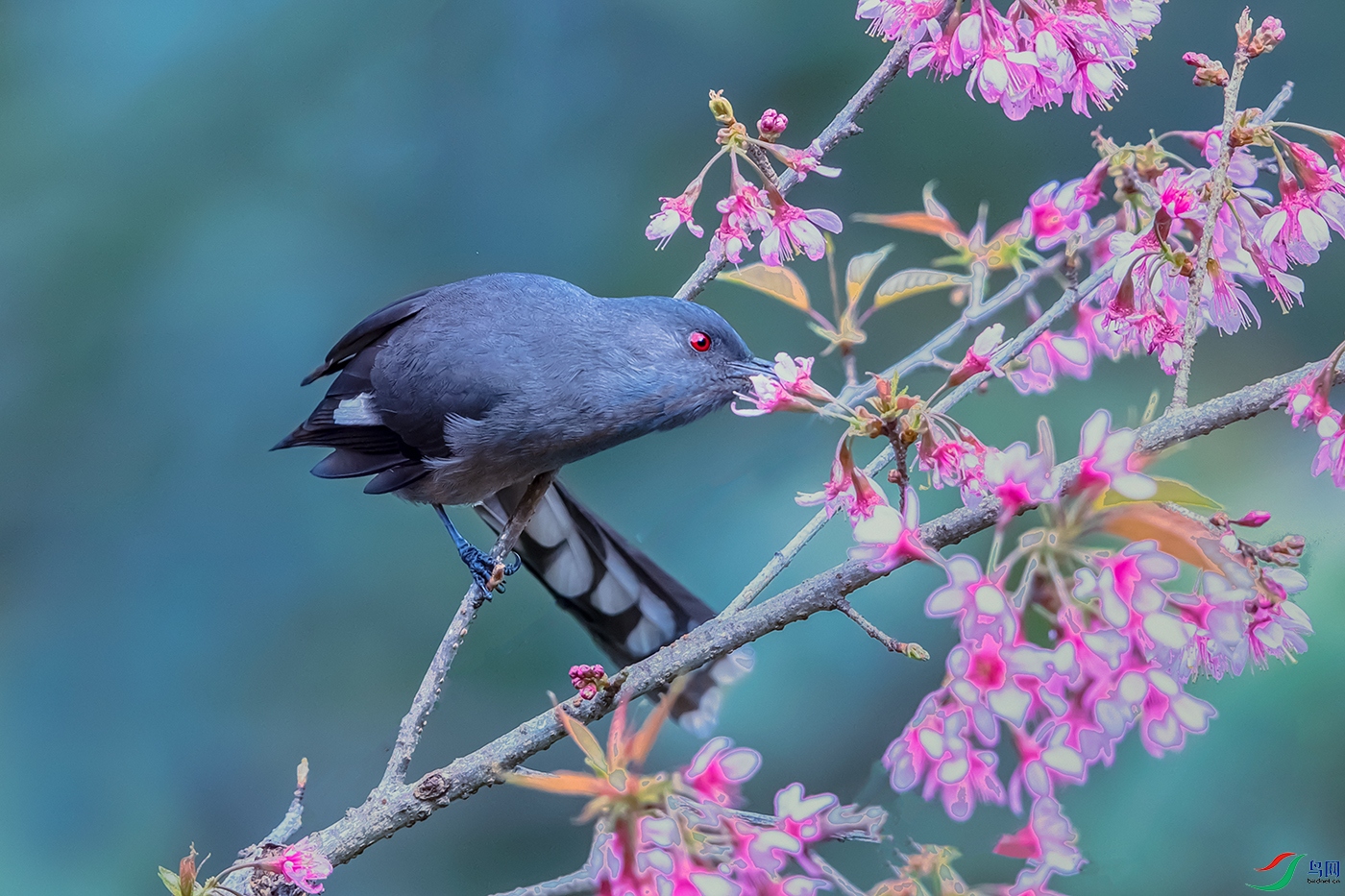 ��β����----������������æ