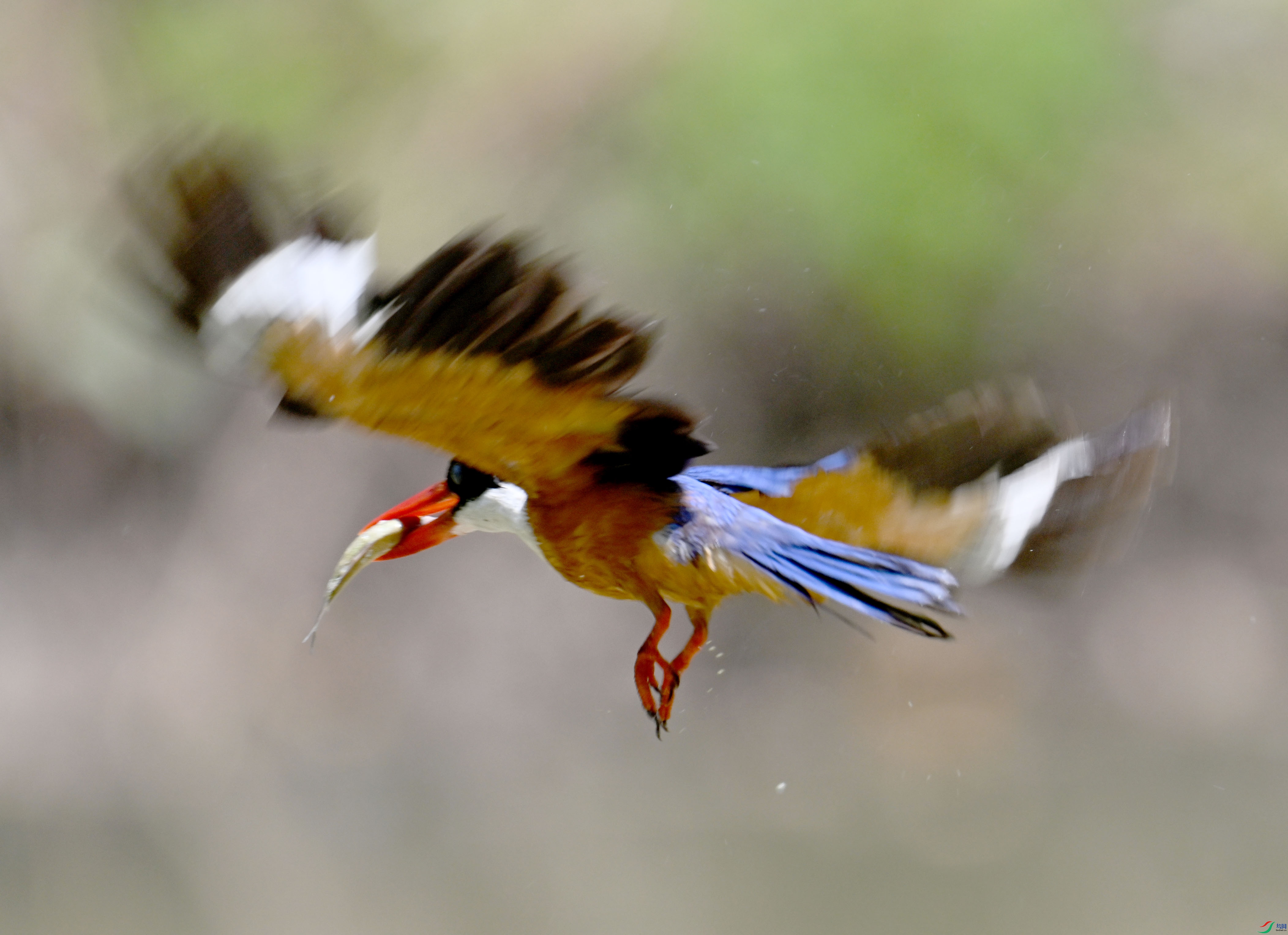 DSC_4289 ����.jpg