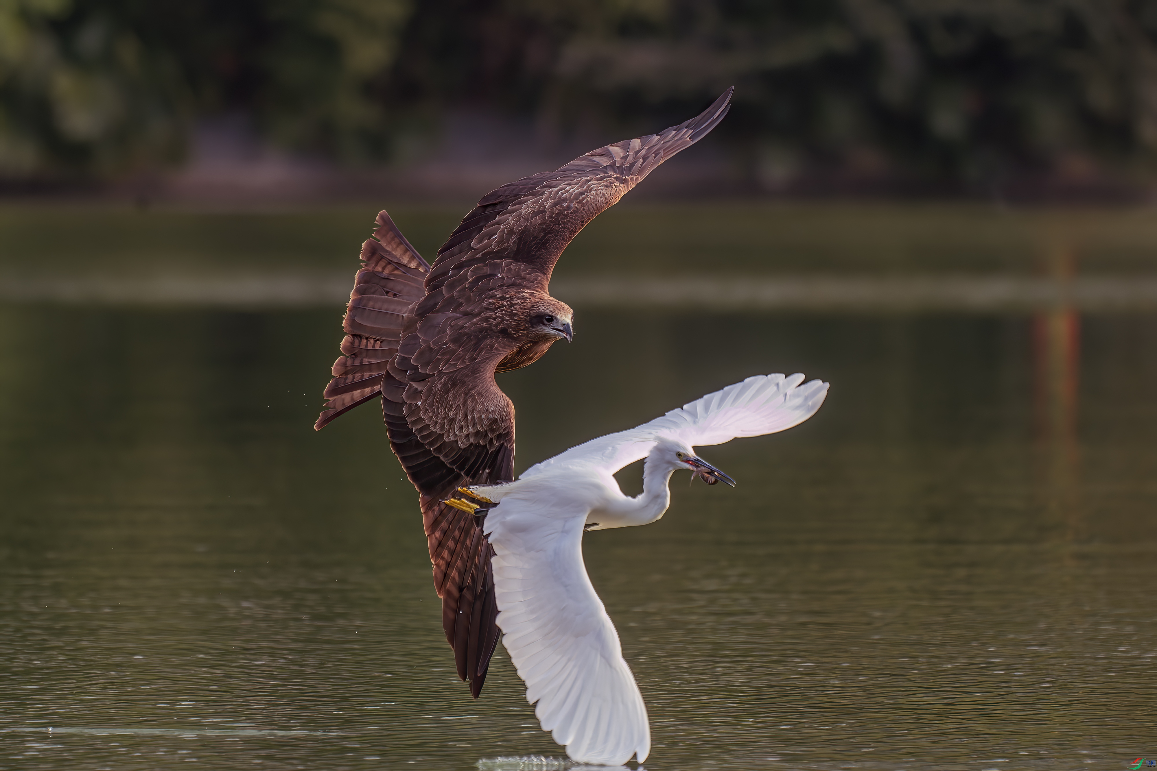 DSC_8387.jpg