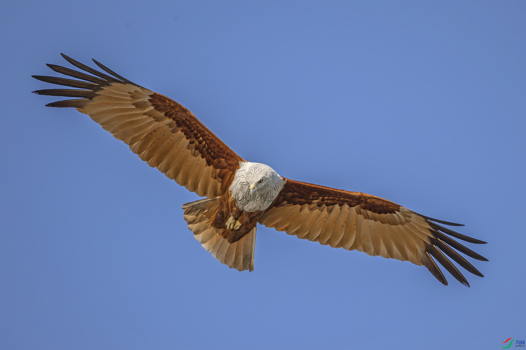 _97A0144-CR3 copy.jpg1.jpg