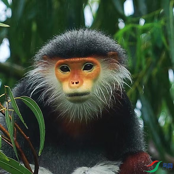 ����Ҷ��