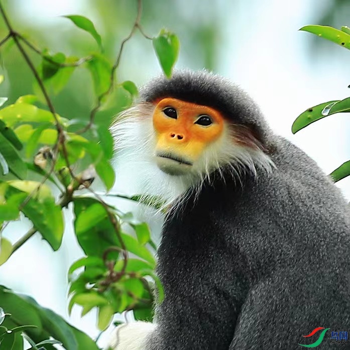 ����Ҷ��