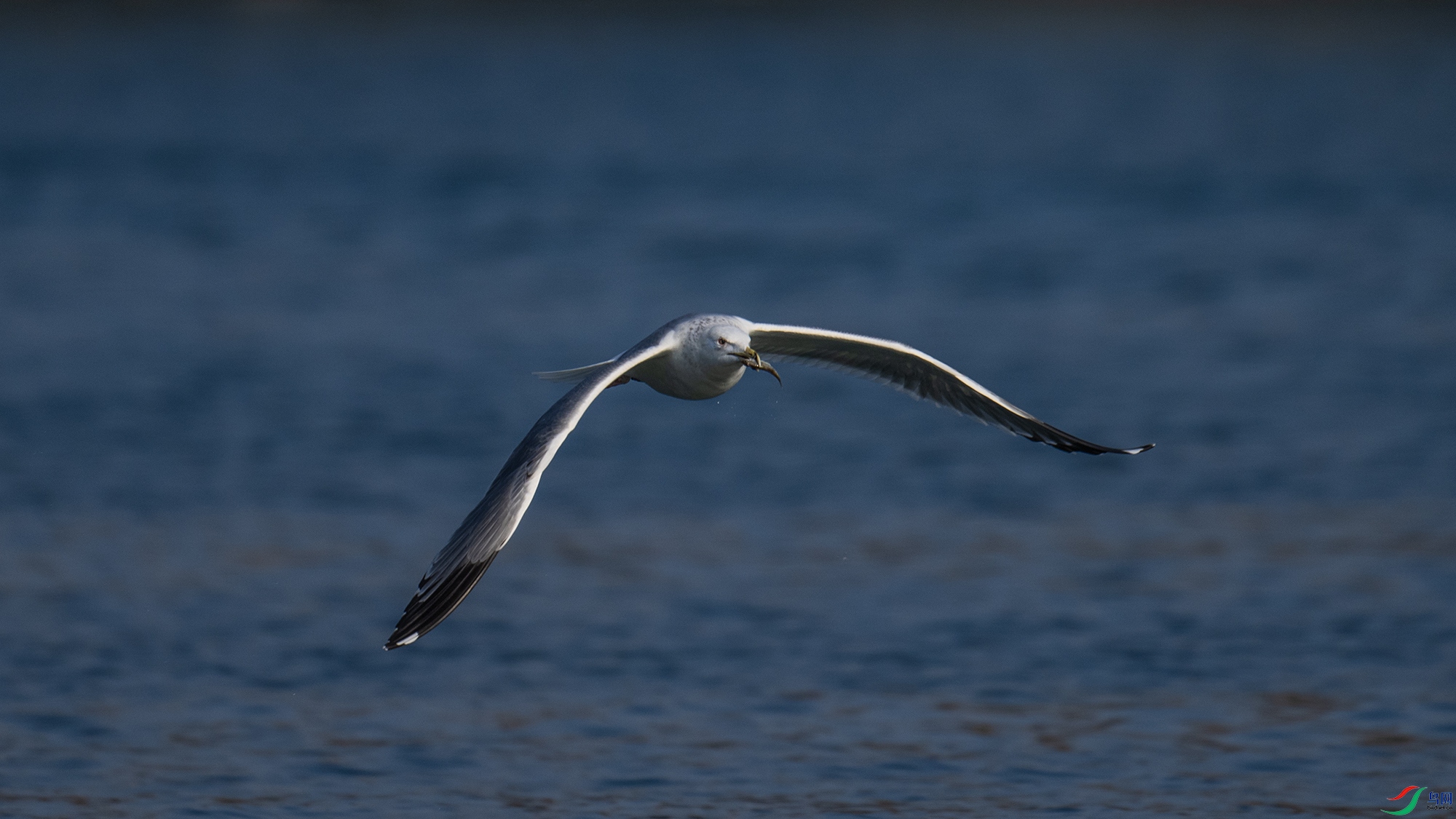 DSC_4225.jpg