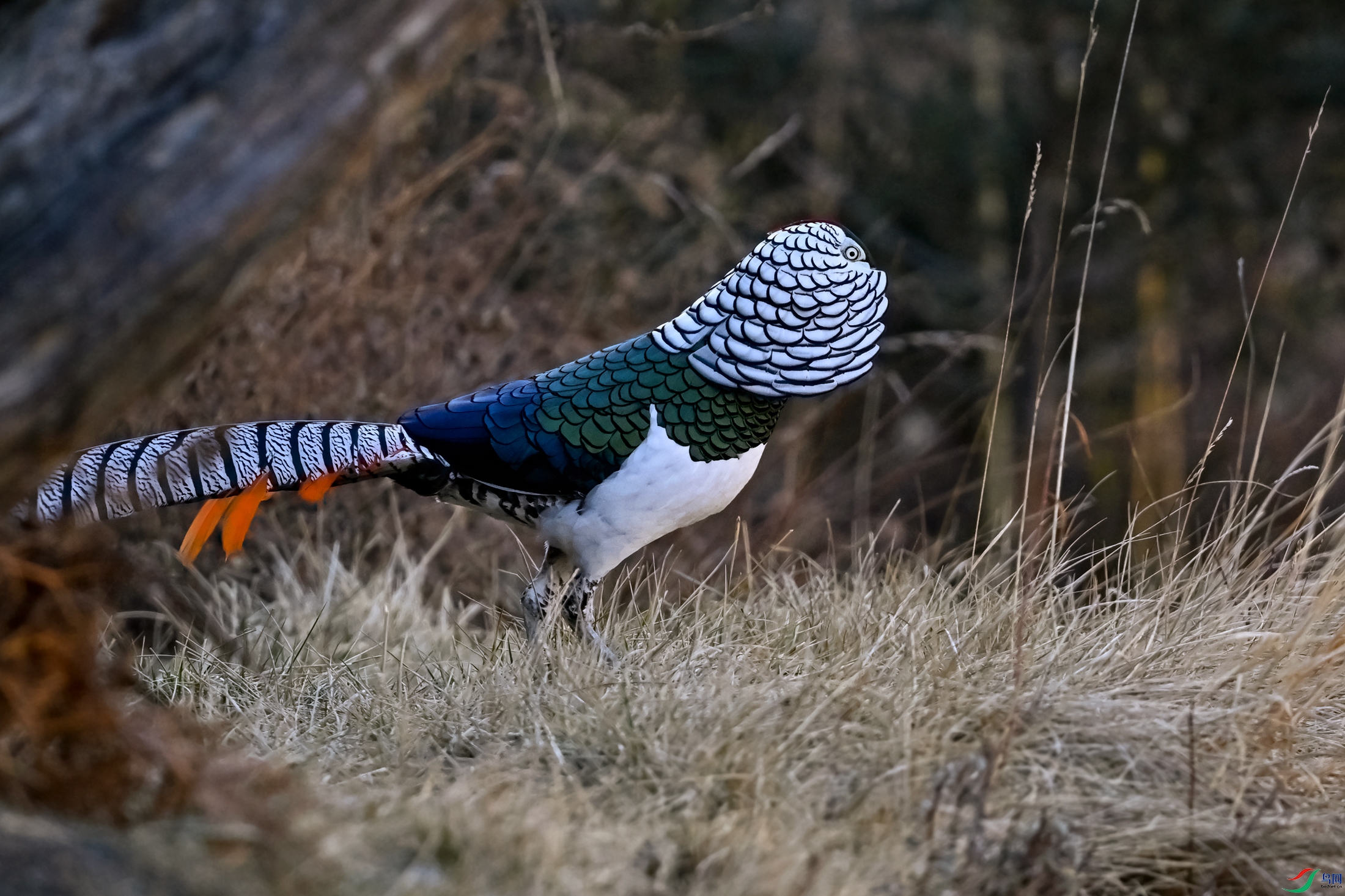 _DSC3349x.jpg