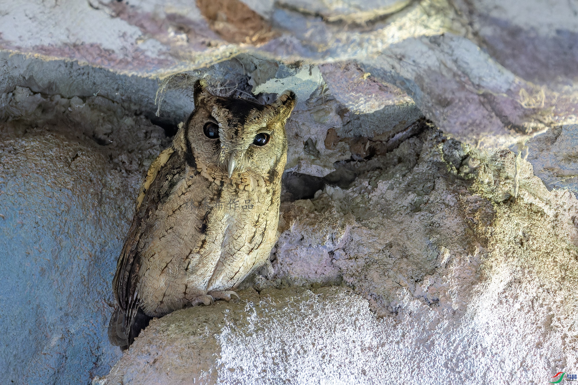 _97A0174-CR3 copy.jpg