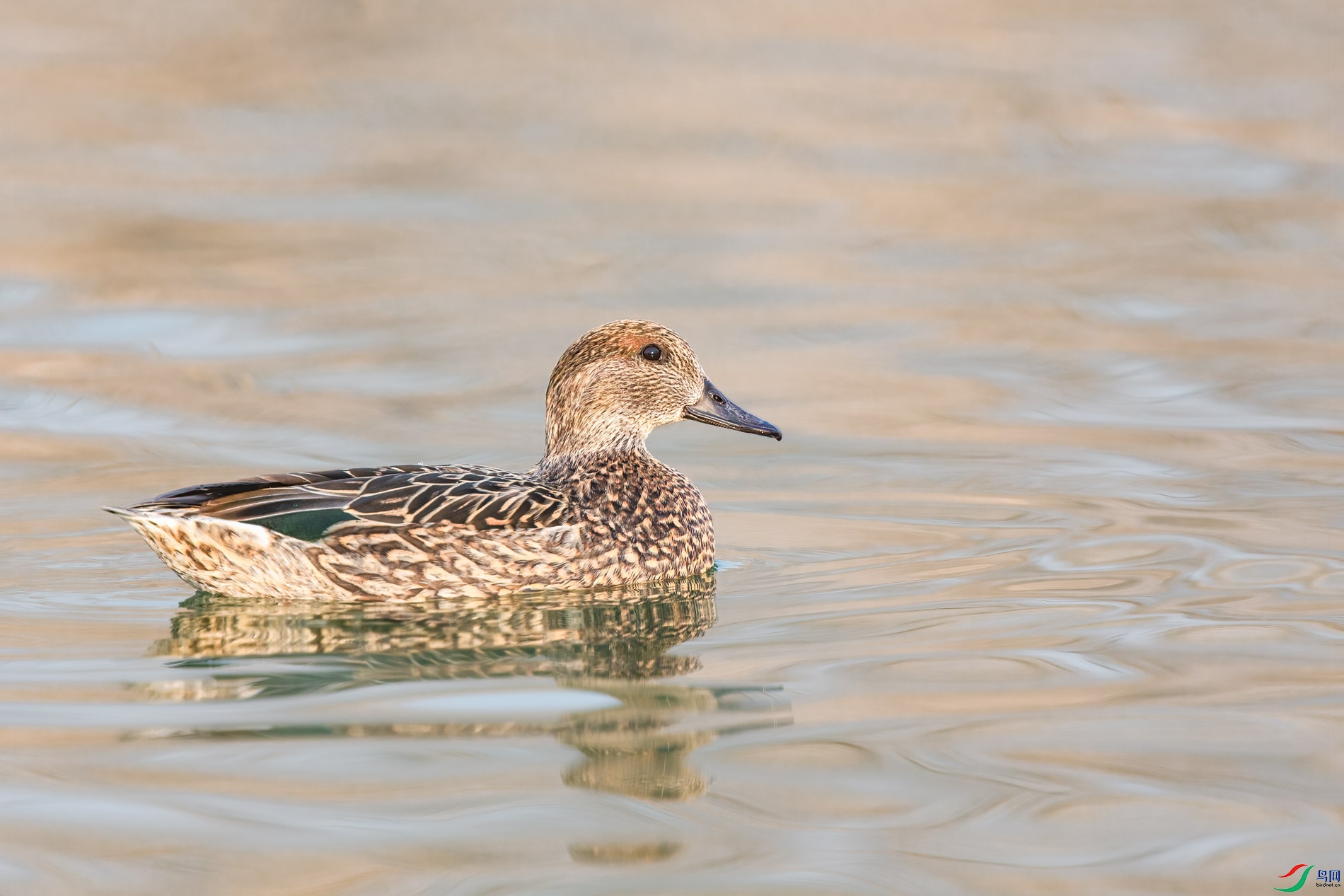 AQ4P0450-1.jpg