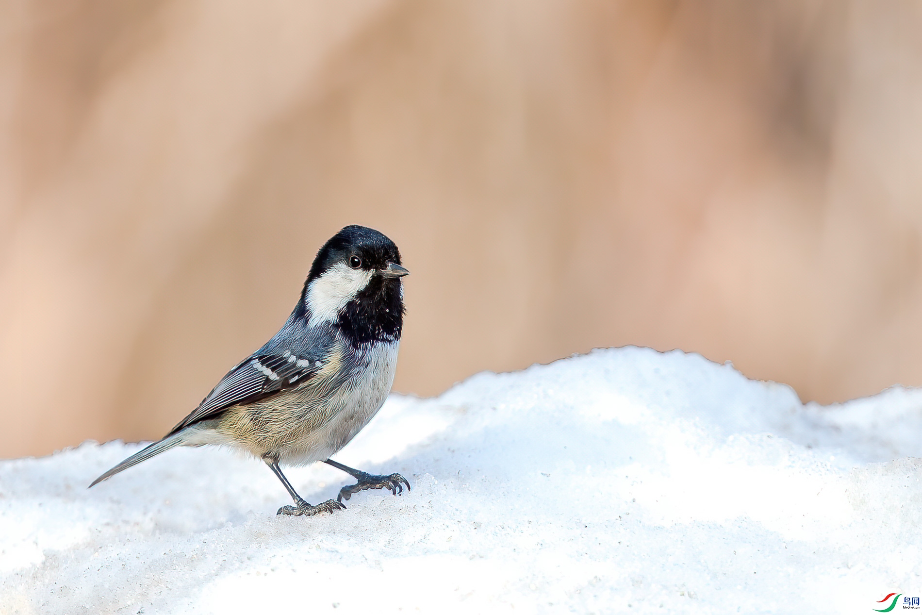 AQ4P8951-1.jpg