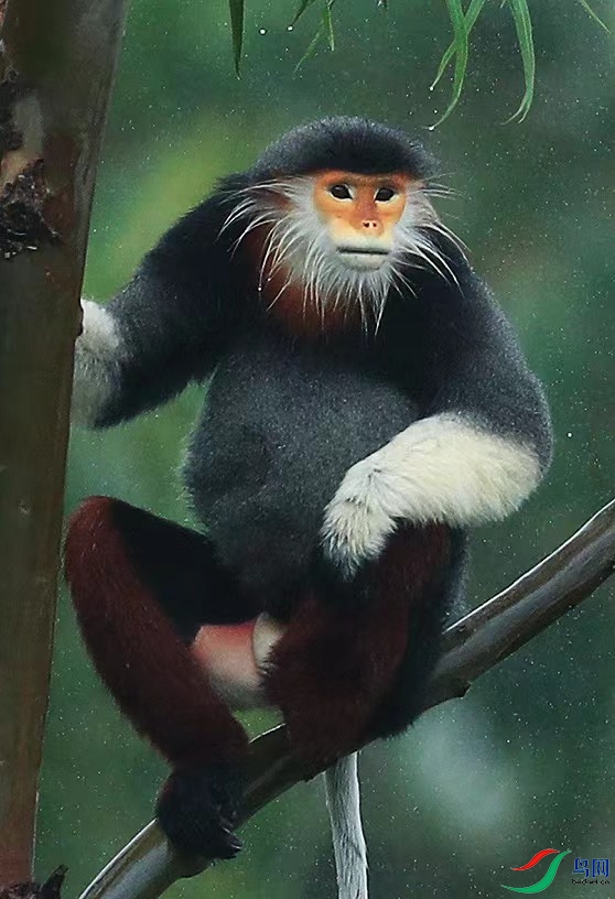 ����Ҷ��