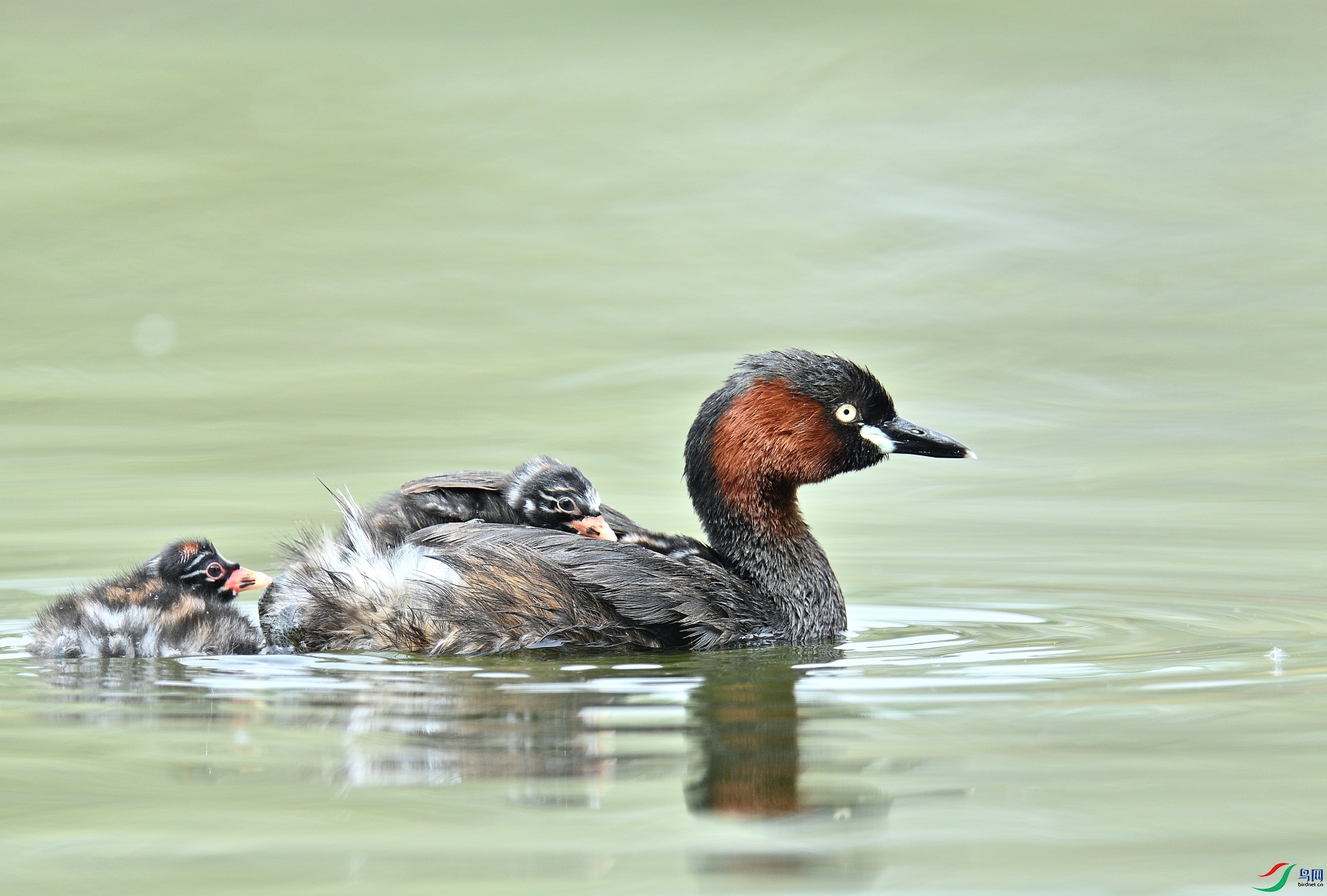 DSC_1705.JPG