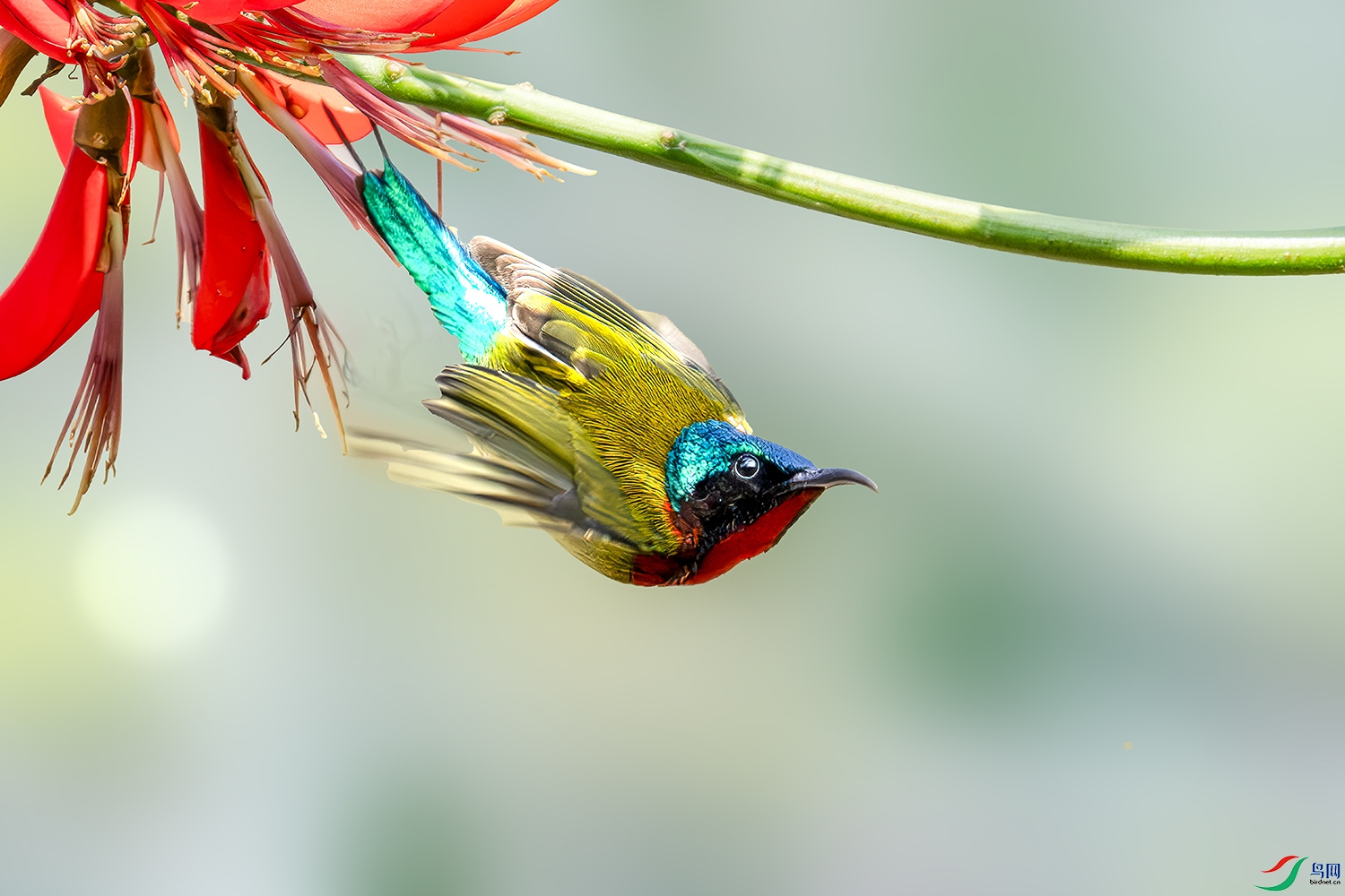 LZW00011-����ǿ-NR ����.jpg