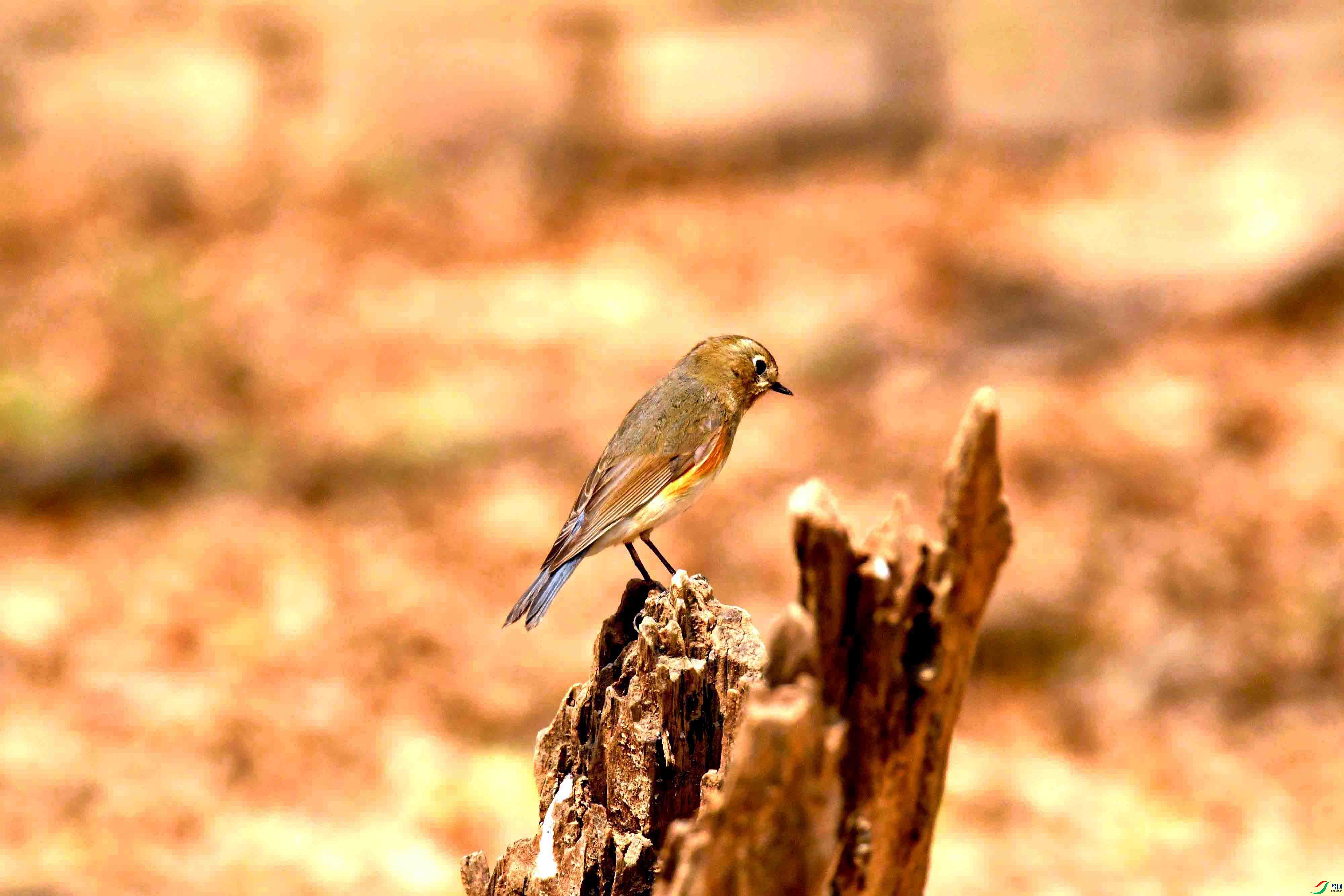 DSC_2218.JPG
