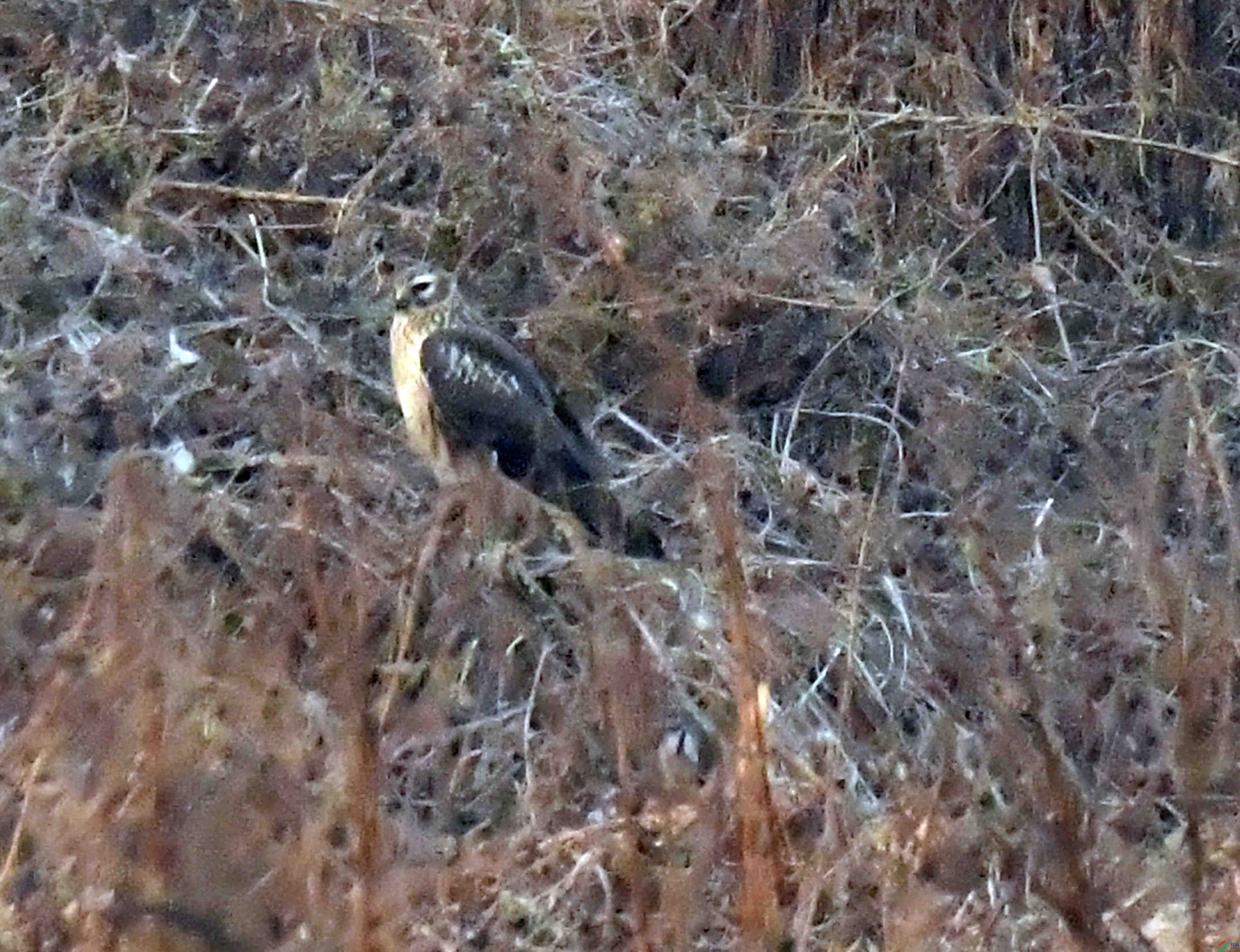 DSC_0156.JPG