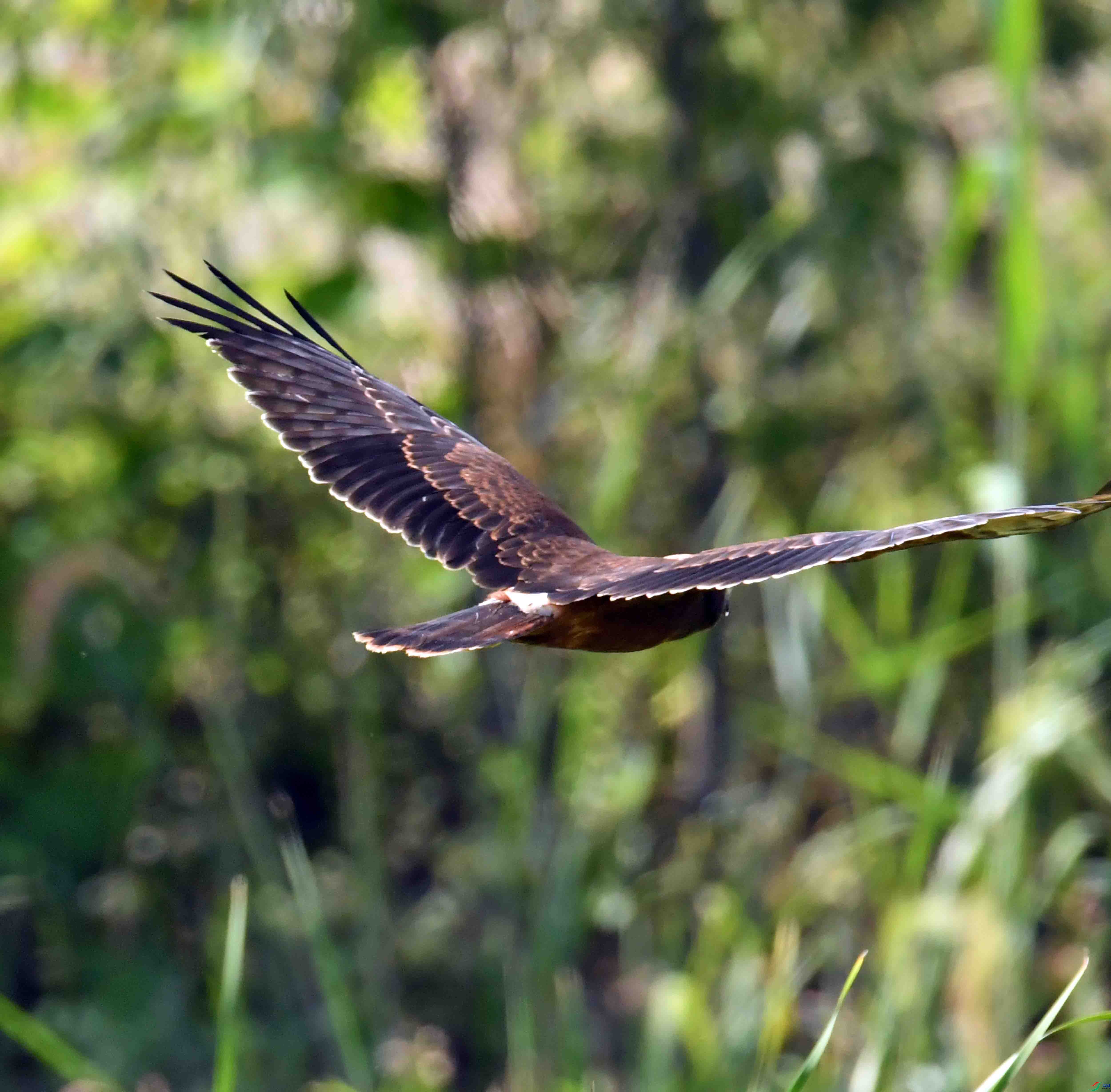 DSC_8603.JPG