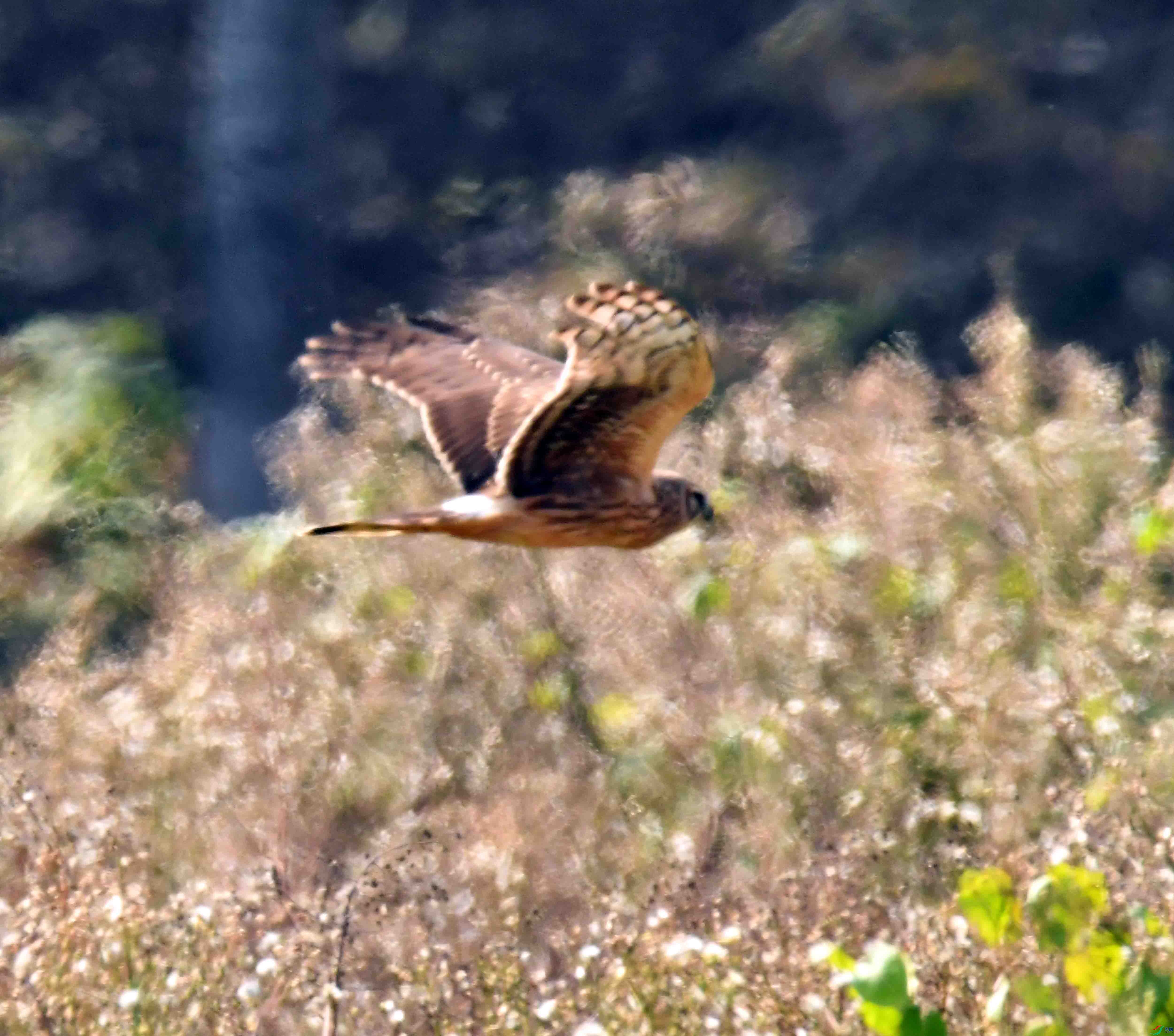 DSC_9382.JPG