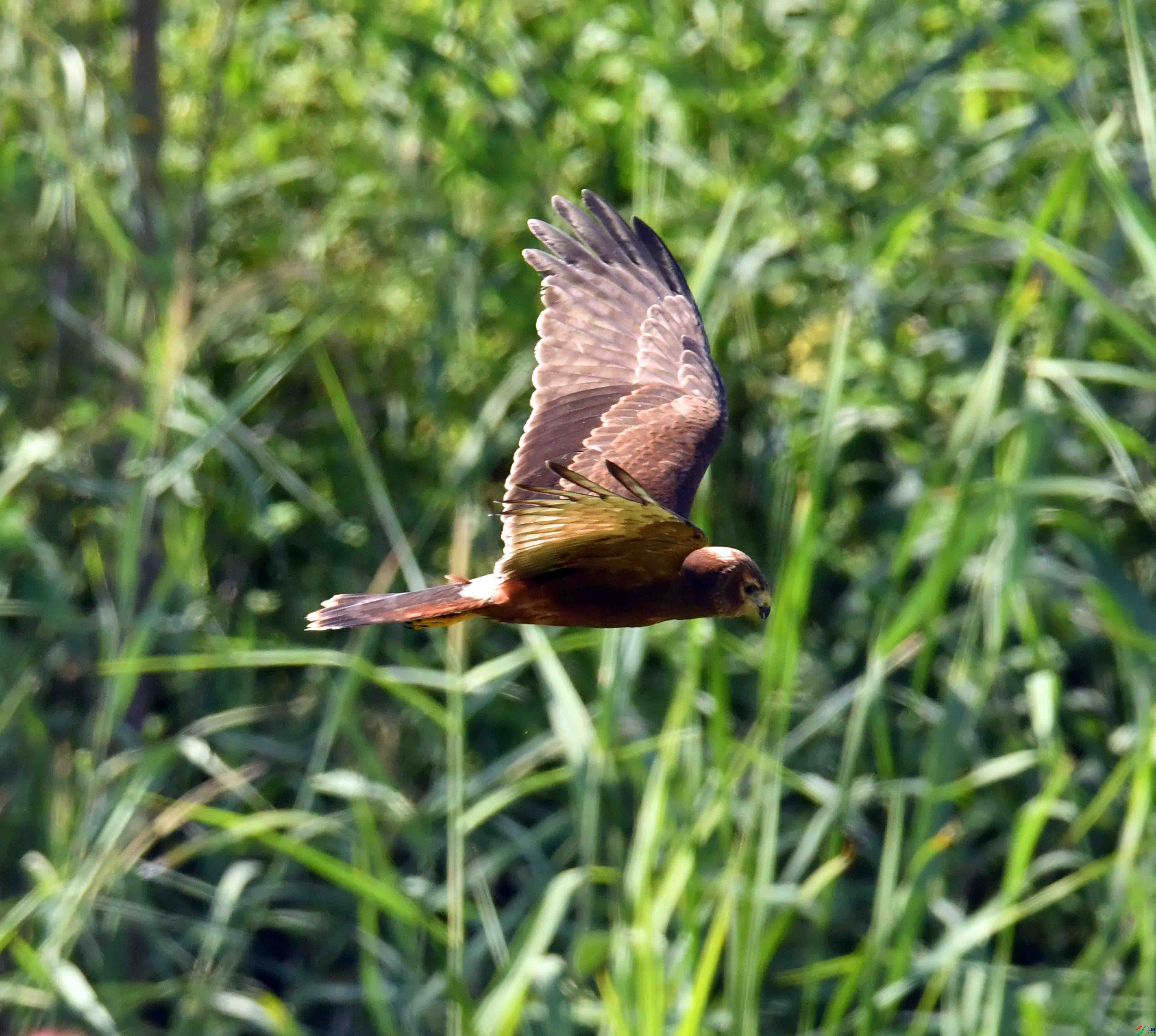 DSC_8609.JPG