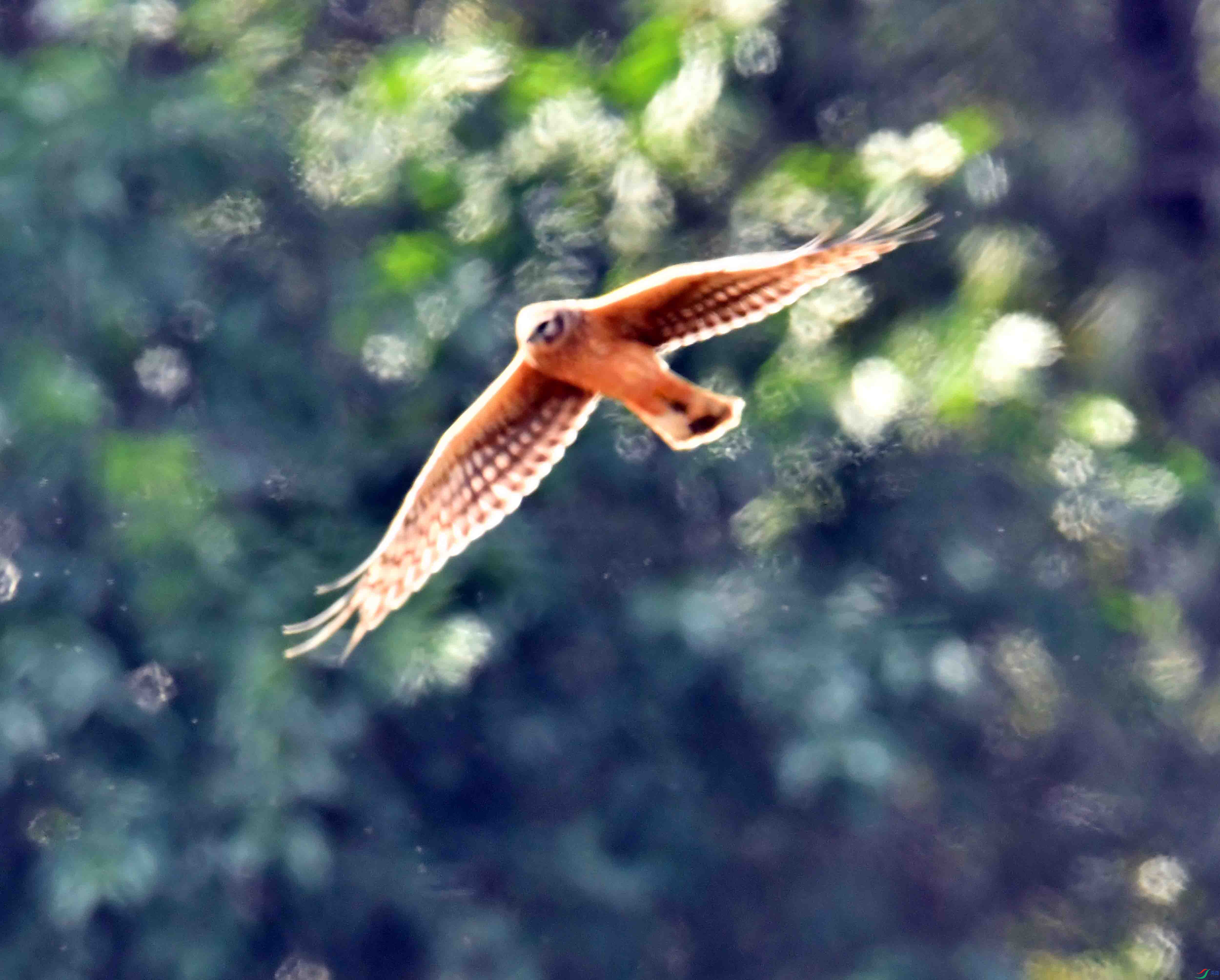 DSC_9388.JPG