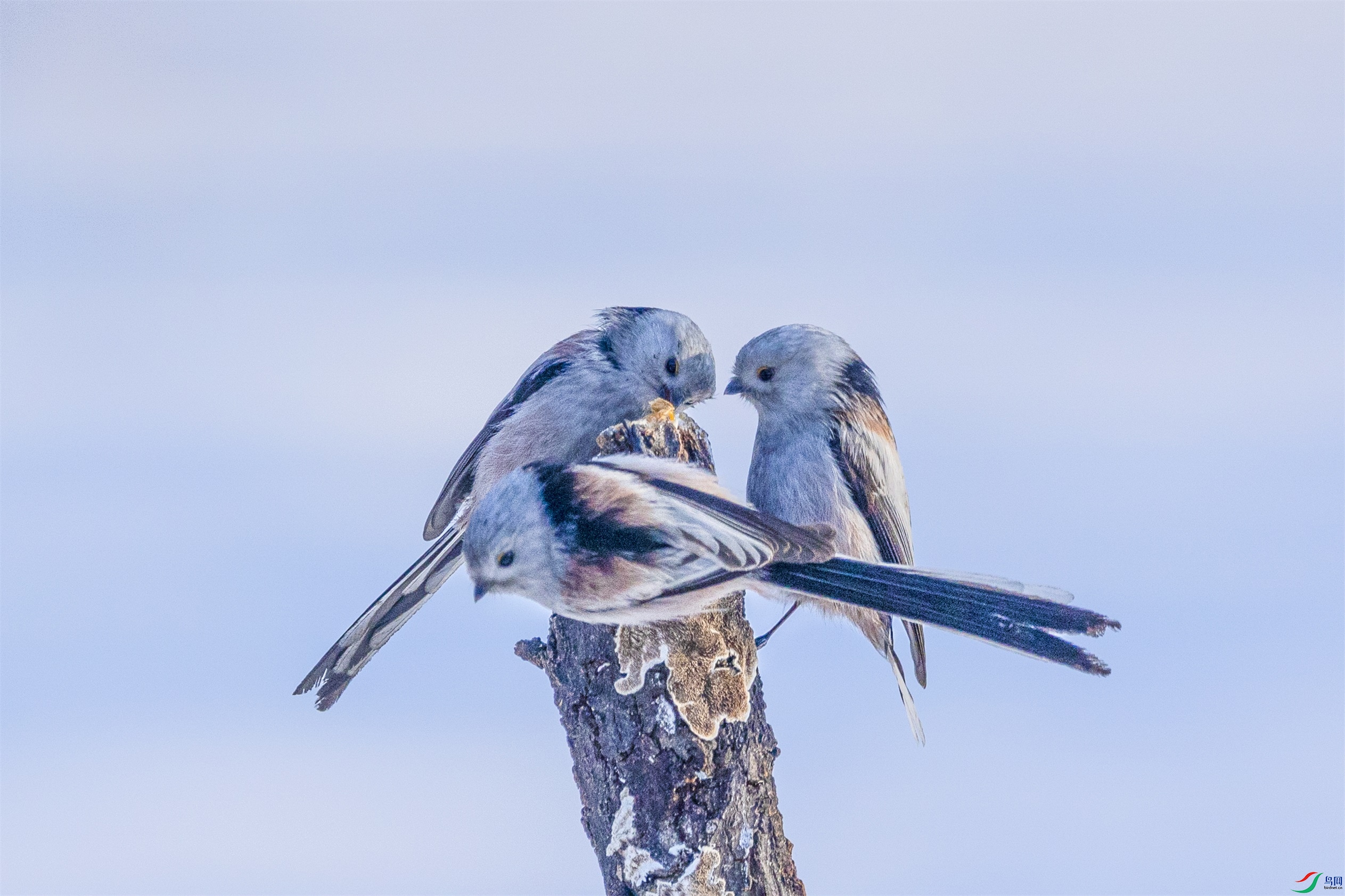 1K3A6629 ����1.jpg