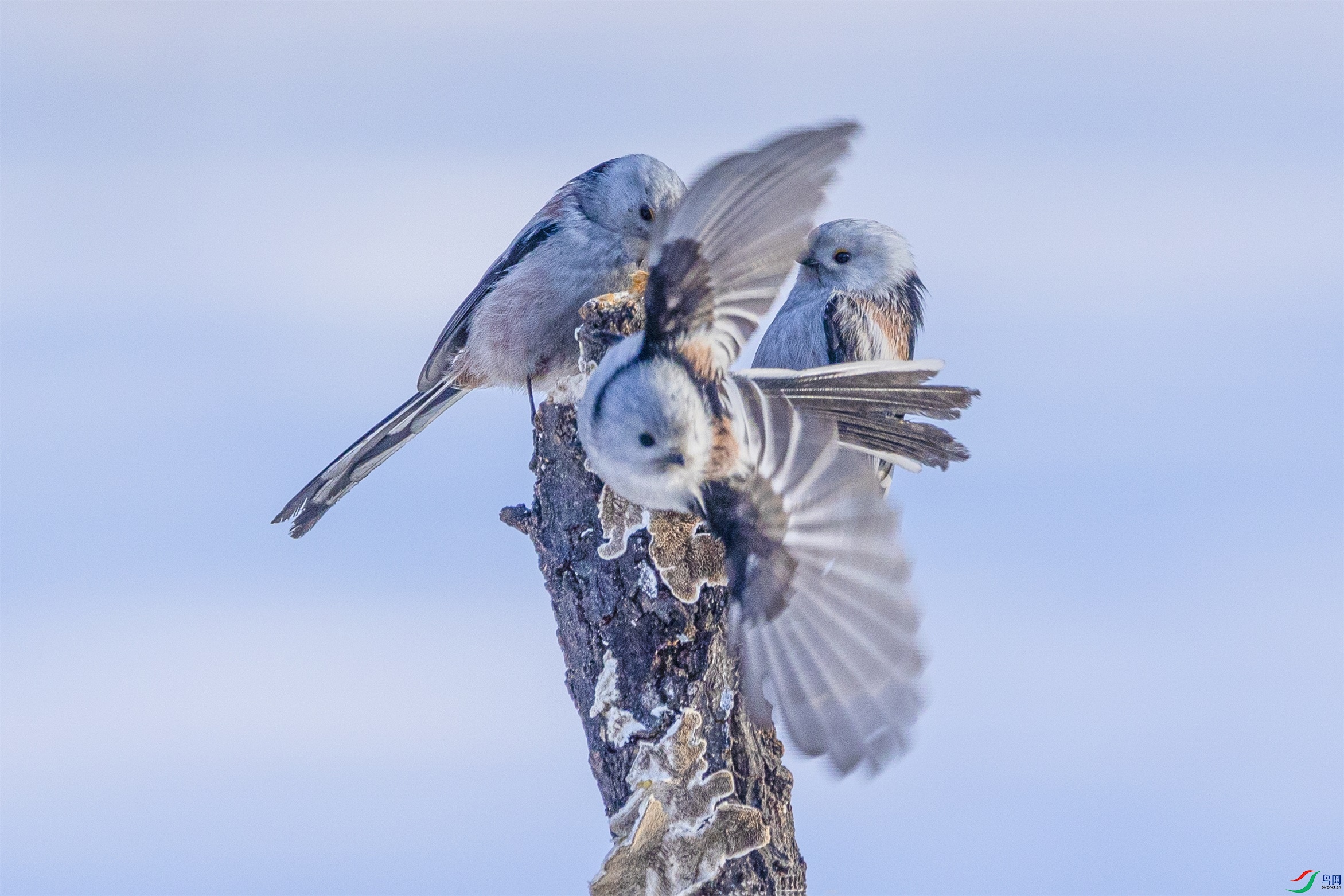 1K3A6631 ����1.jpg