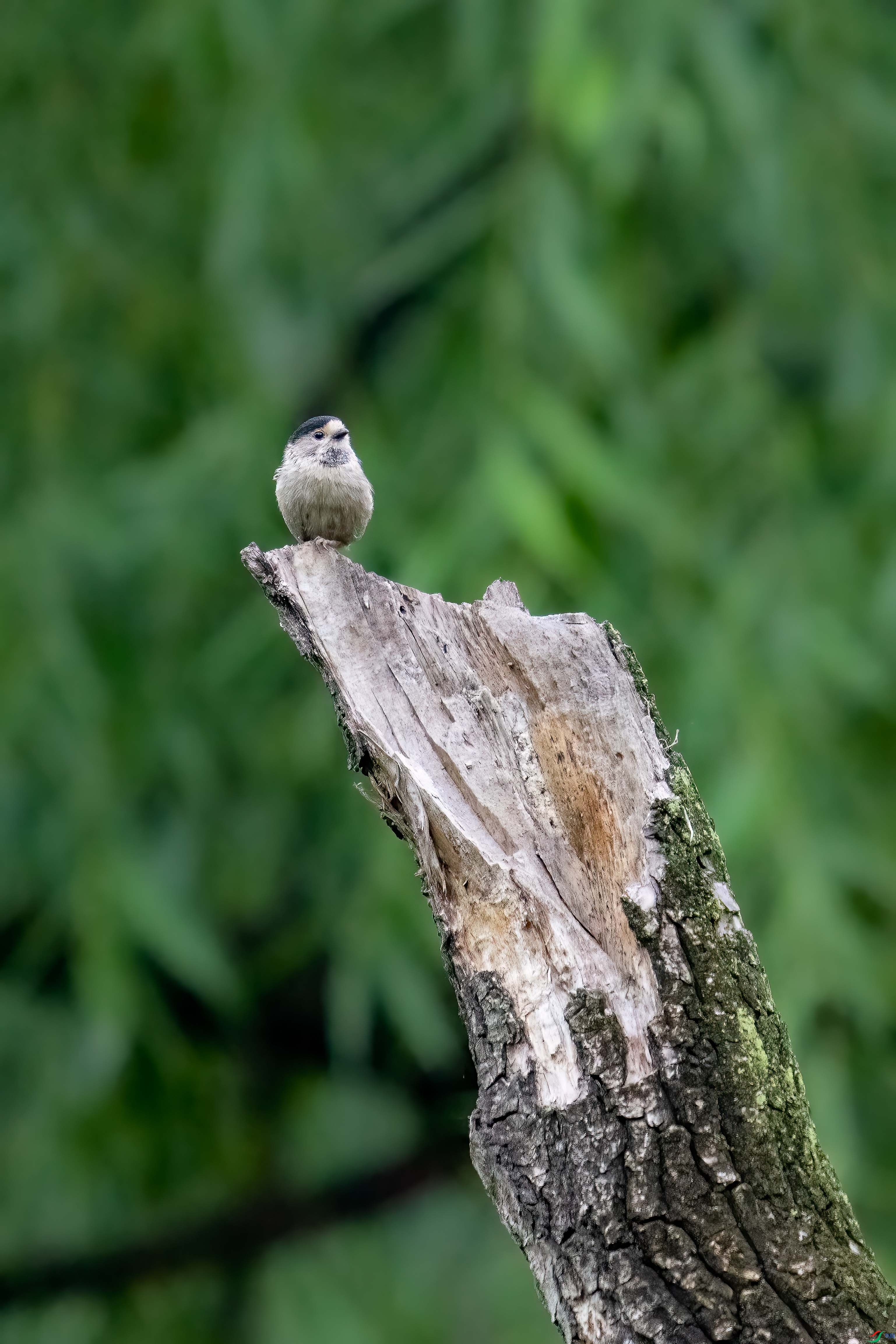 DSC_4006.jpg