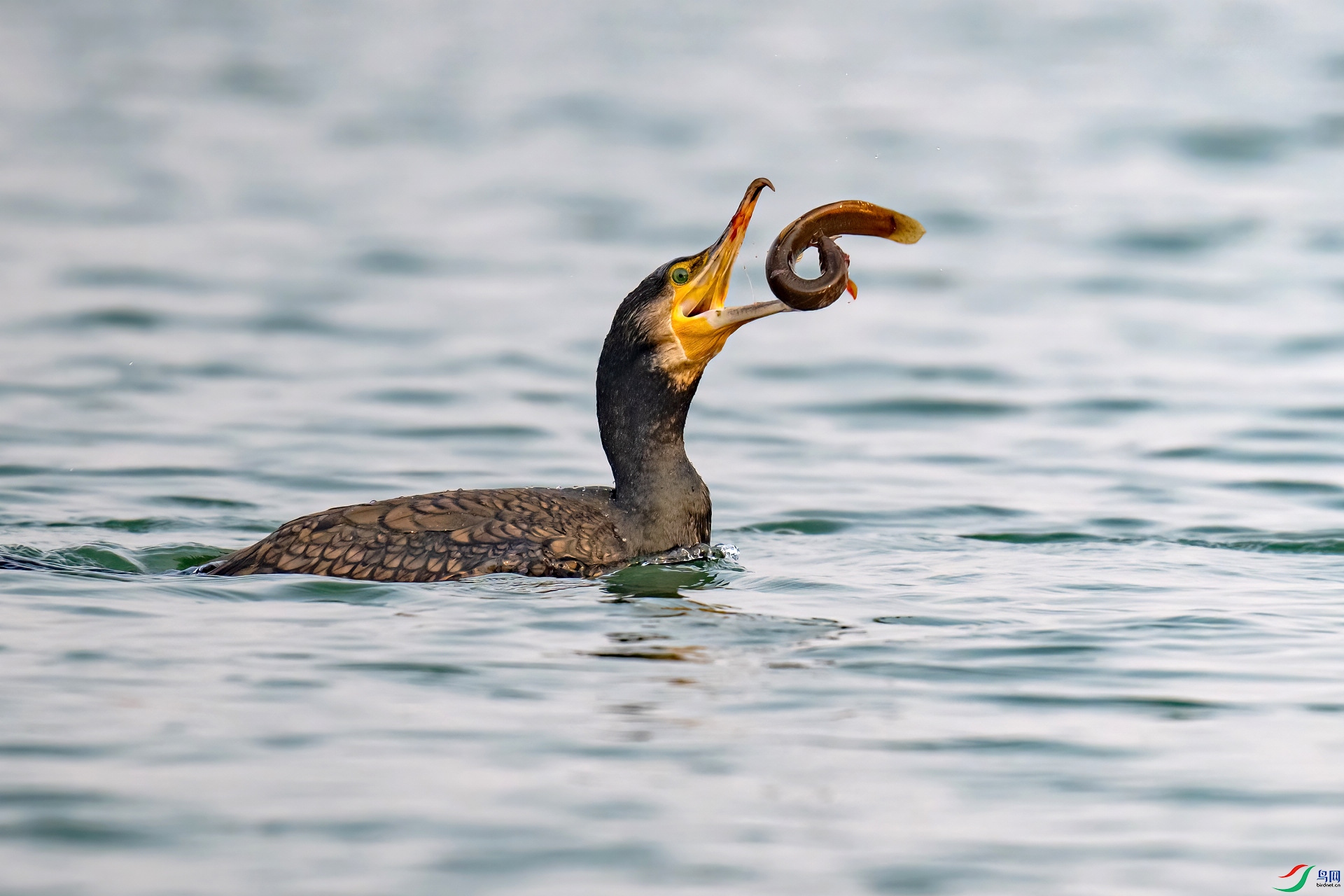 n8087 ����2.jpg