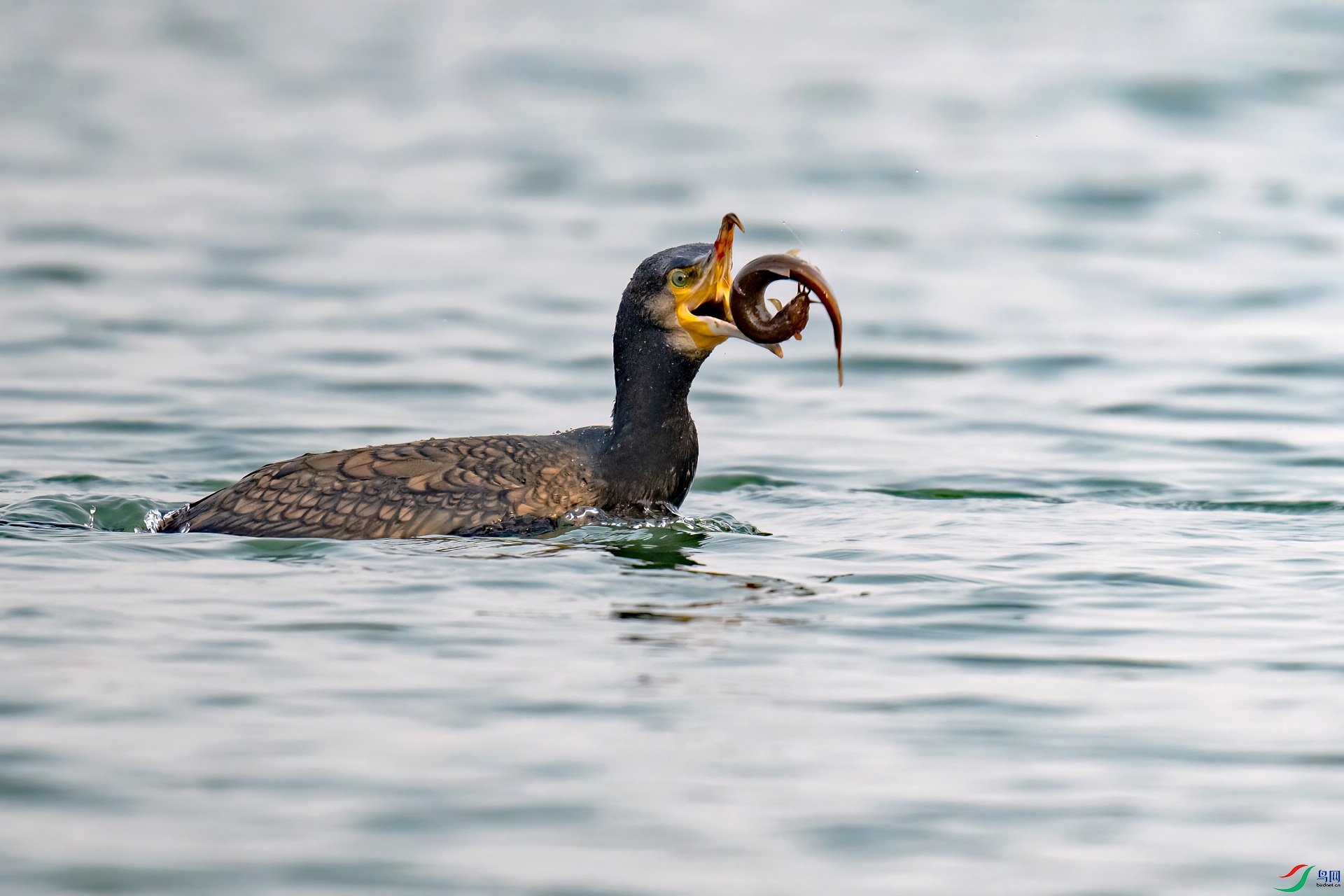 n8088 ����2.jpg