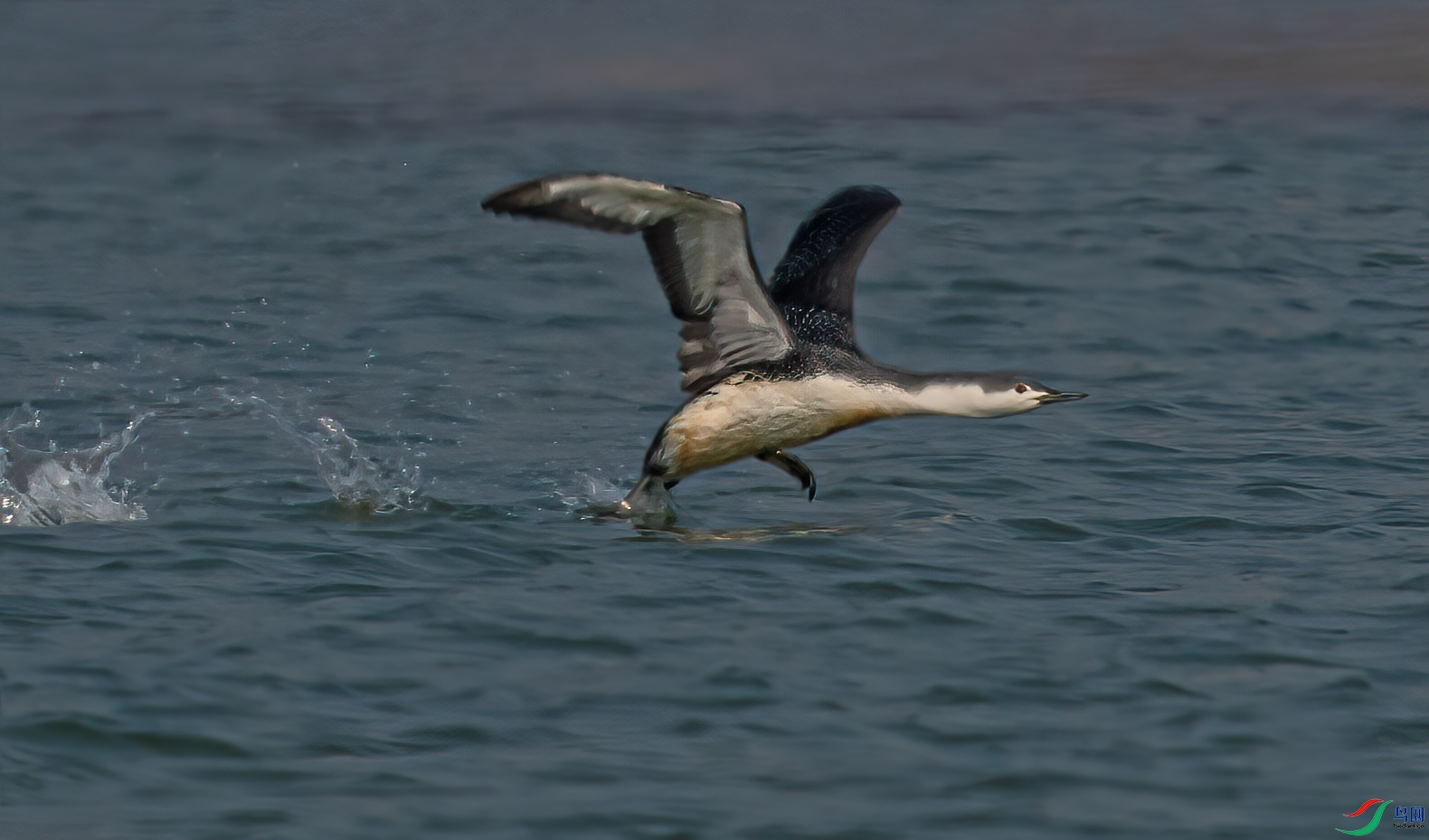 DSC_6102-1.jpg