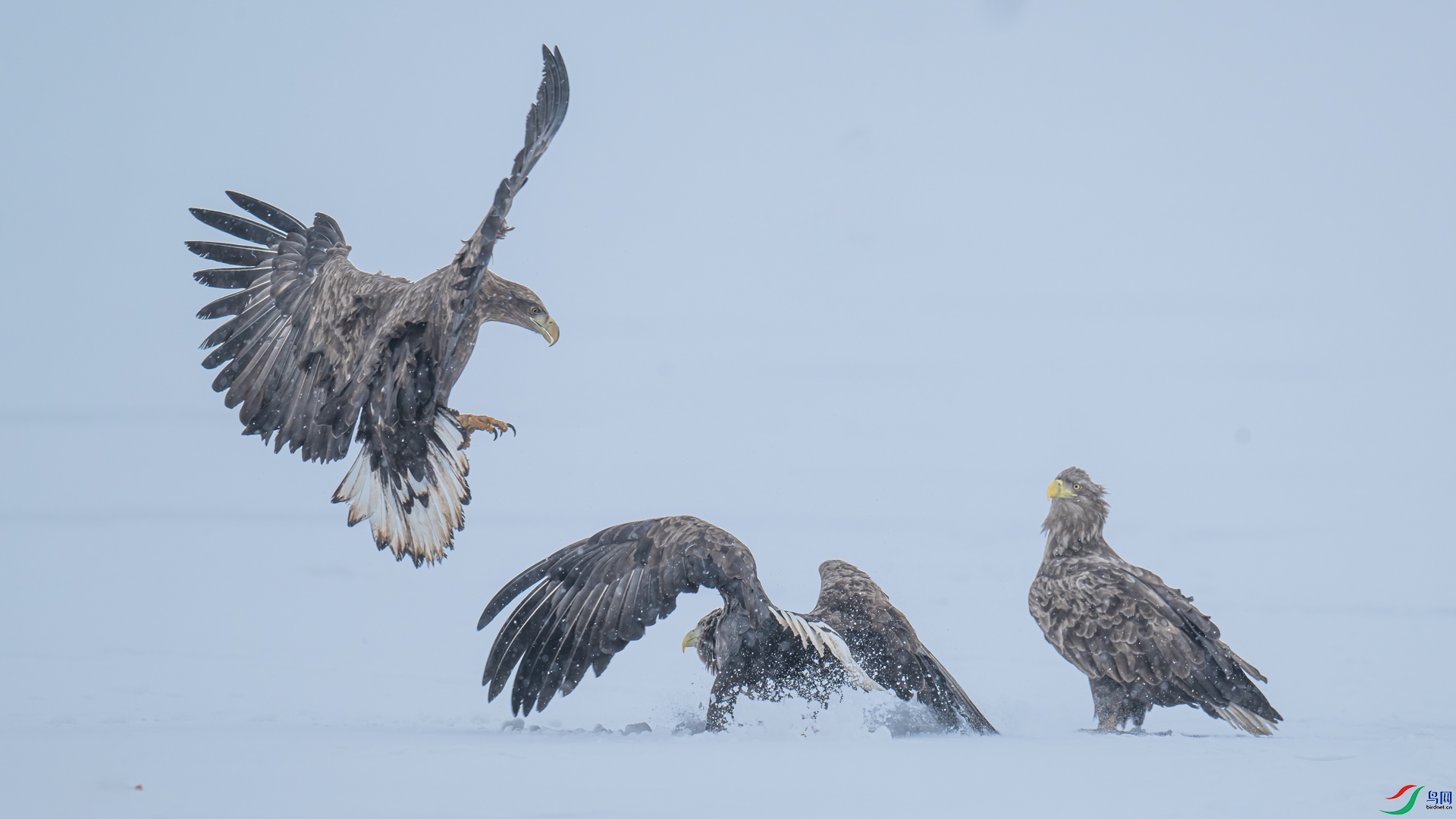 ��β����