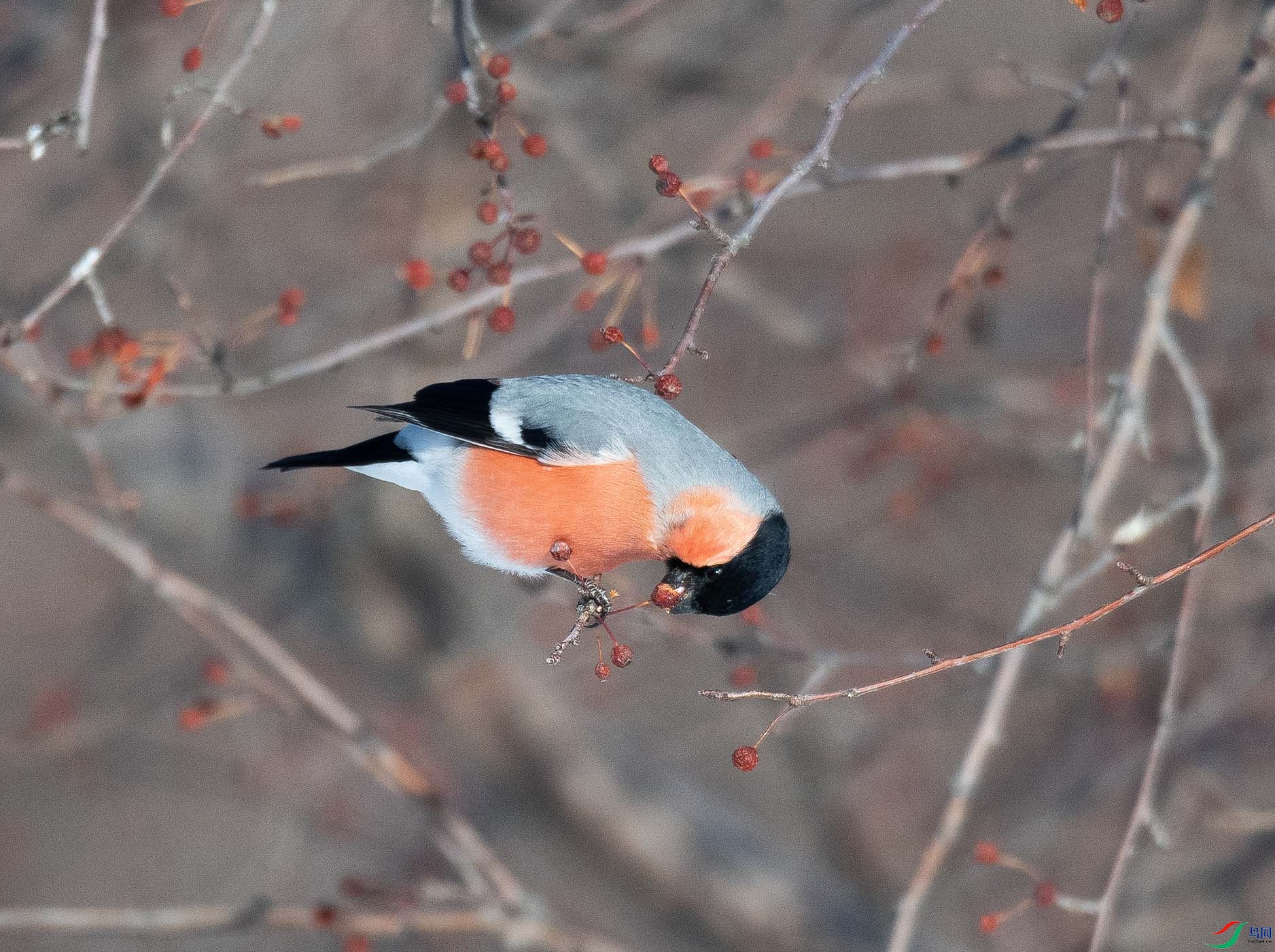�츹ɽȸ
