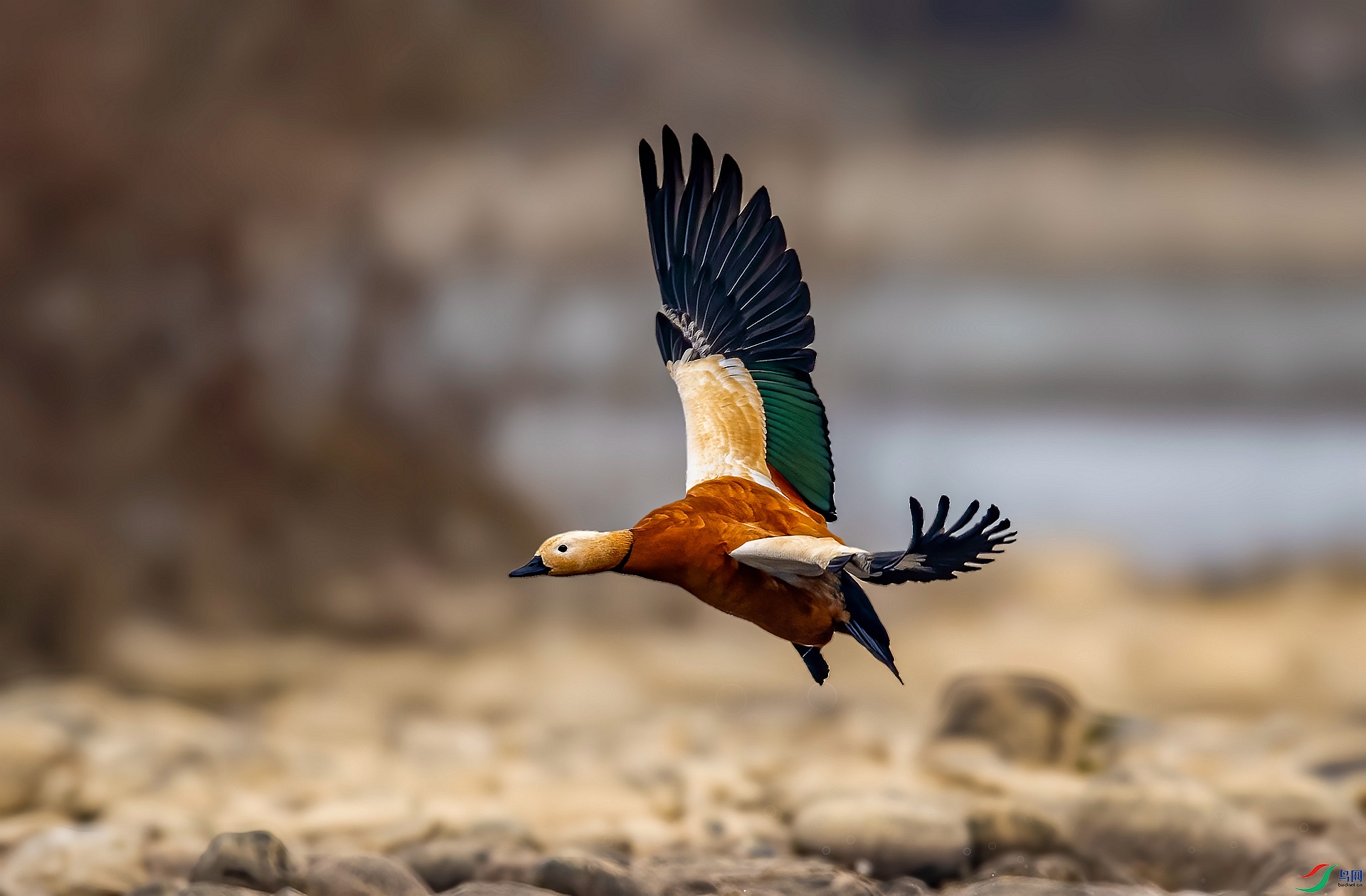 DSC_0004 ����_����.jpg