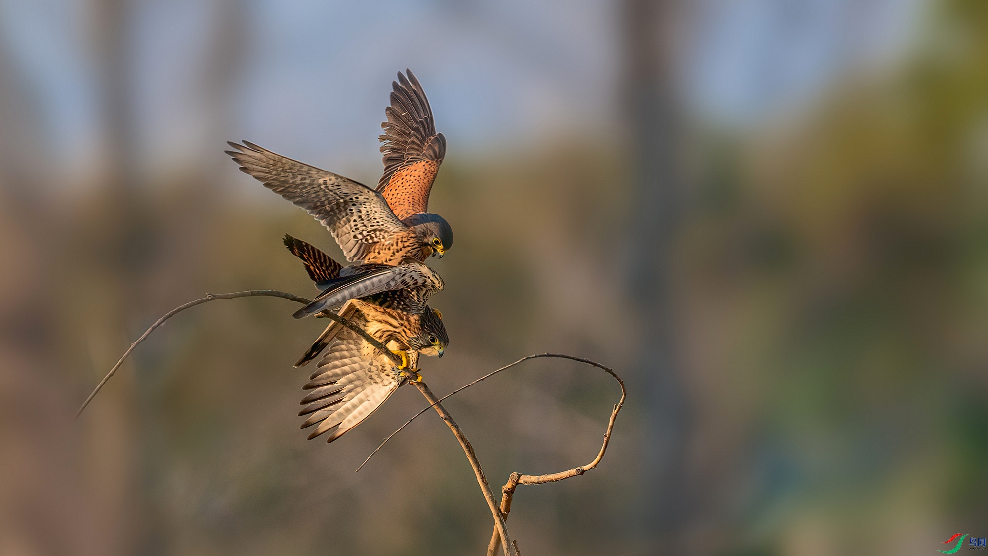 ��Ƭ1DSC_7691 ���� 2.jpg