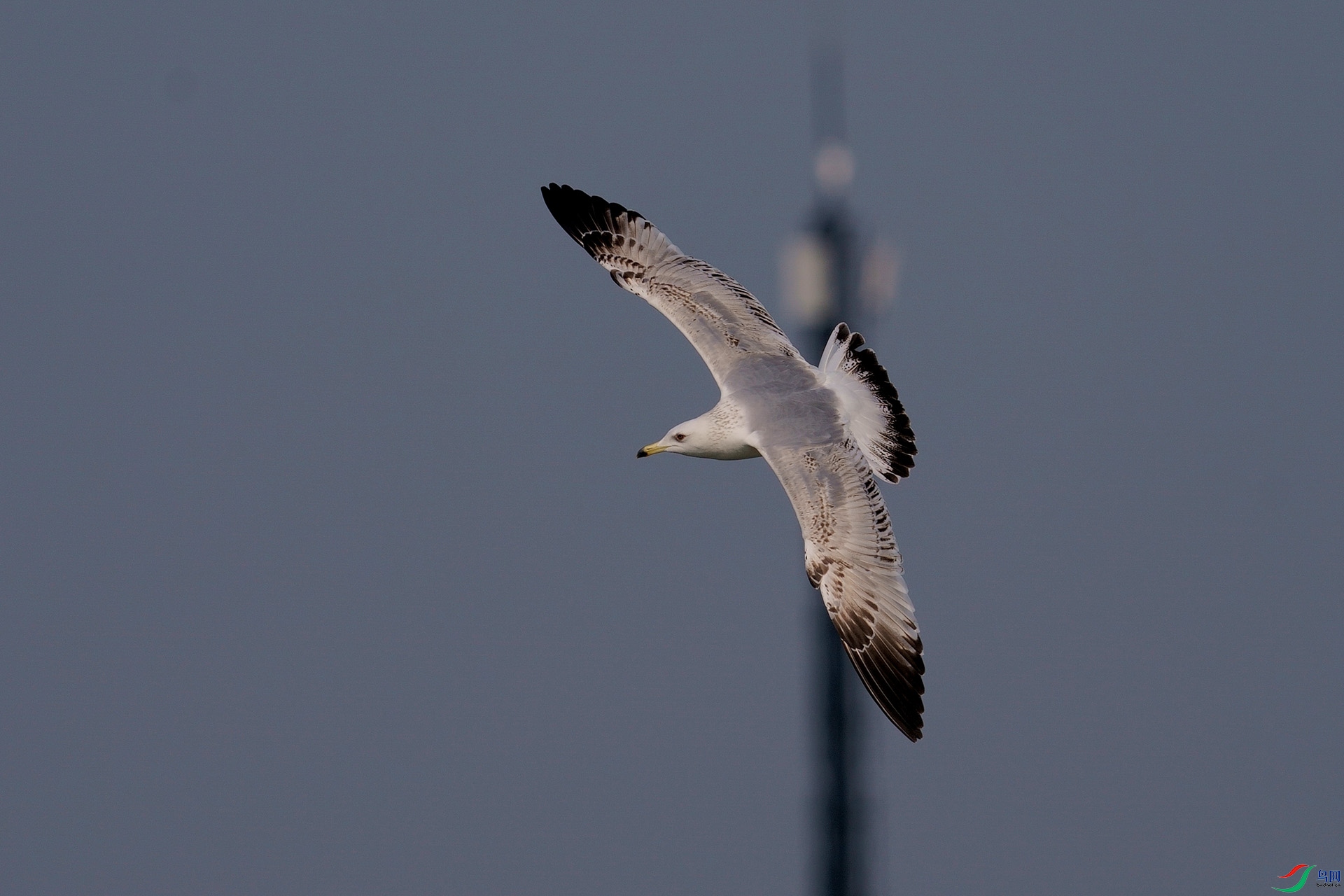 DSC03115-1.jpg