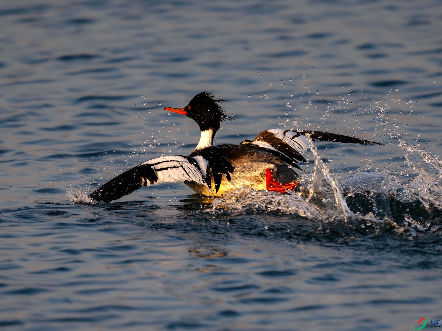 _DSC6625-1.jpg
