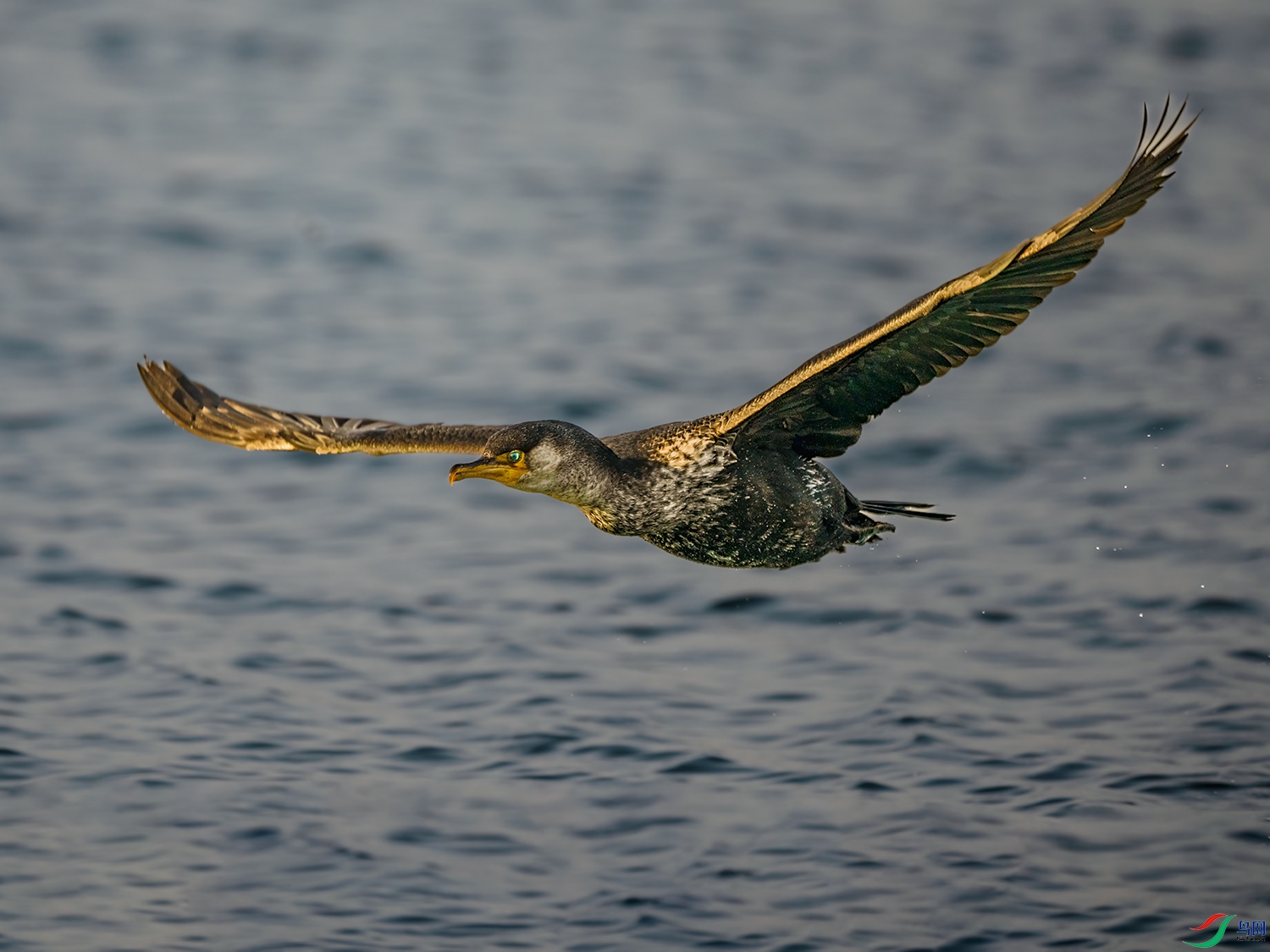 _DSC7005-1.jpg