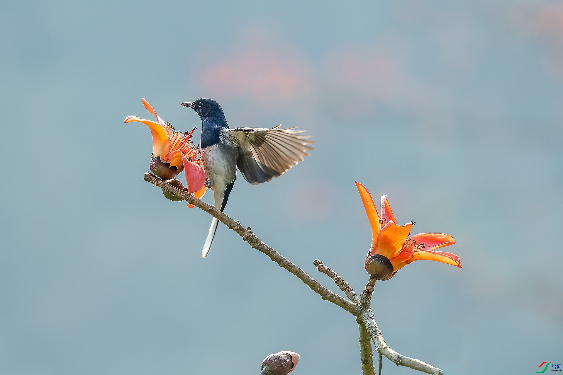 DSC_6062.jpg