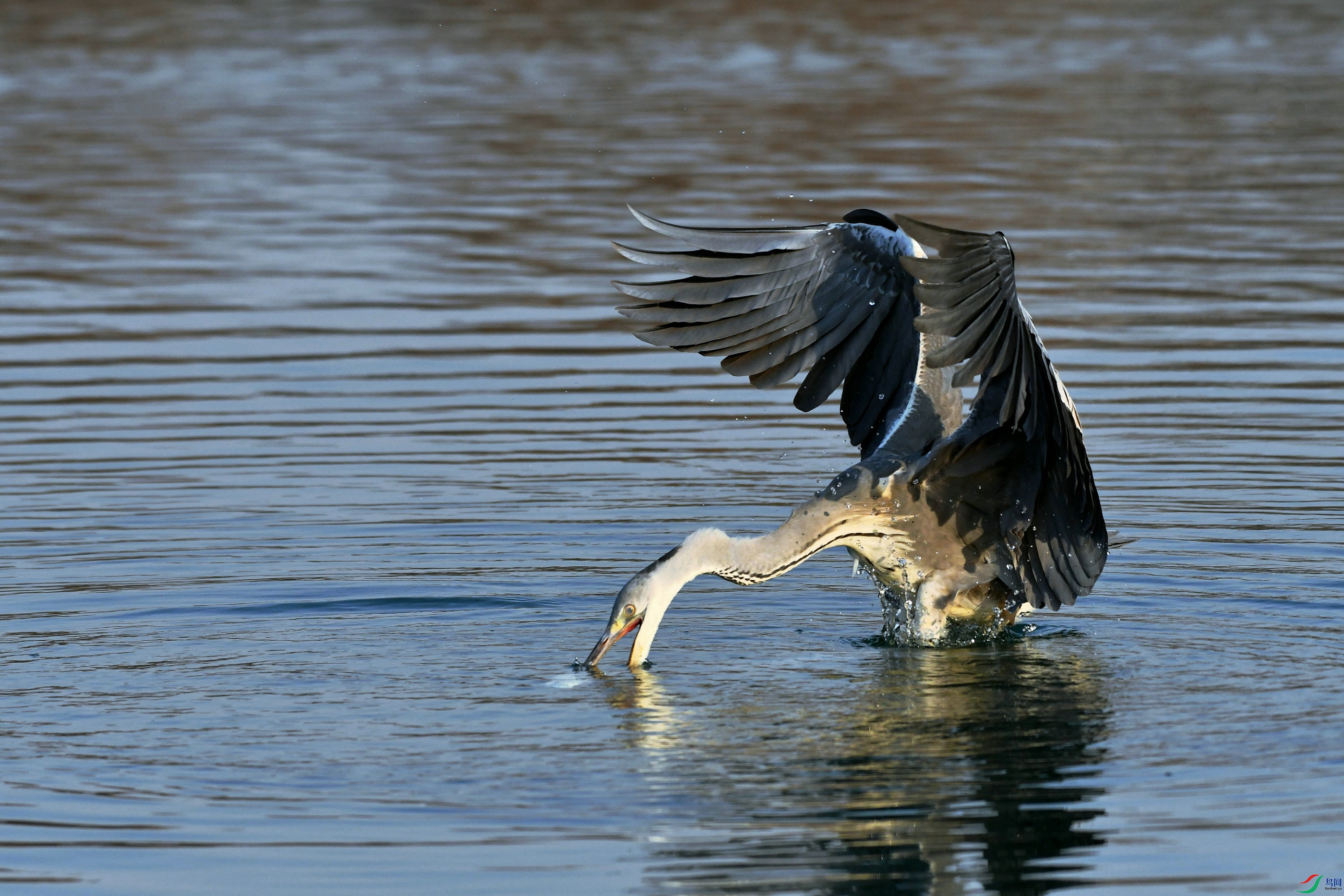 DSC_7137.JPG