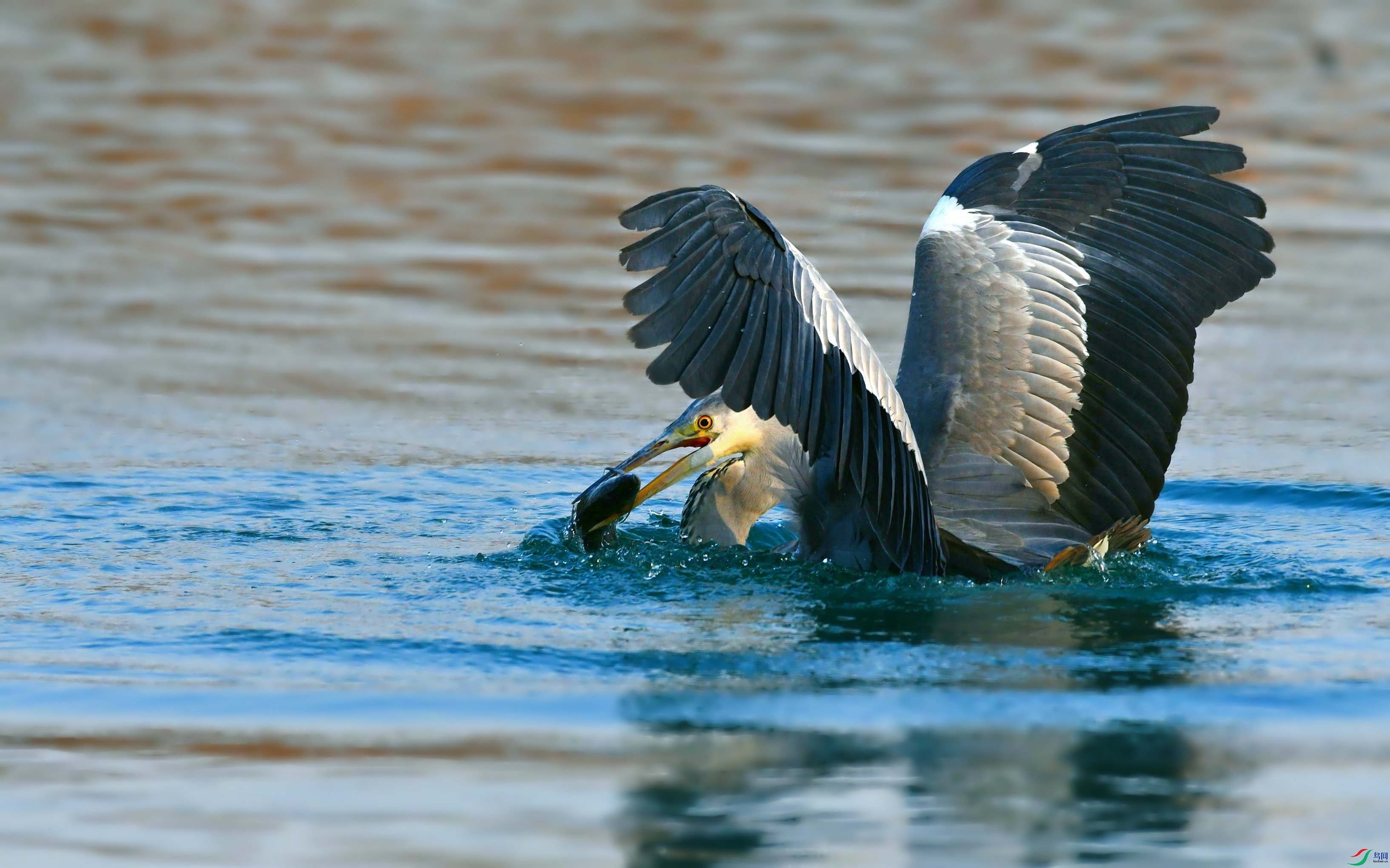 DSC_6981.JPG