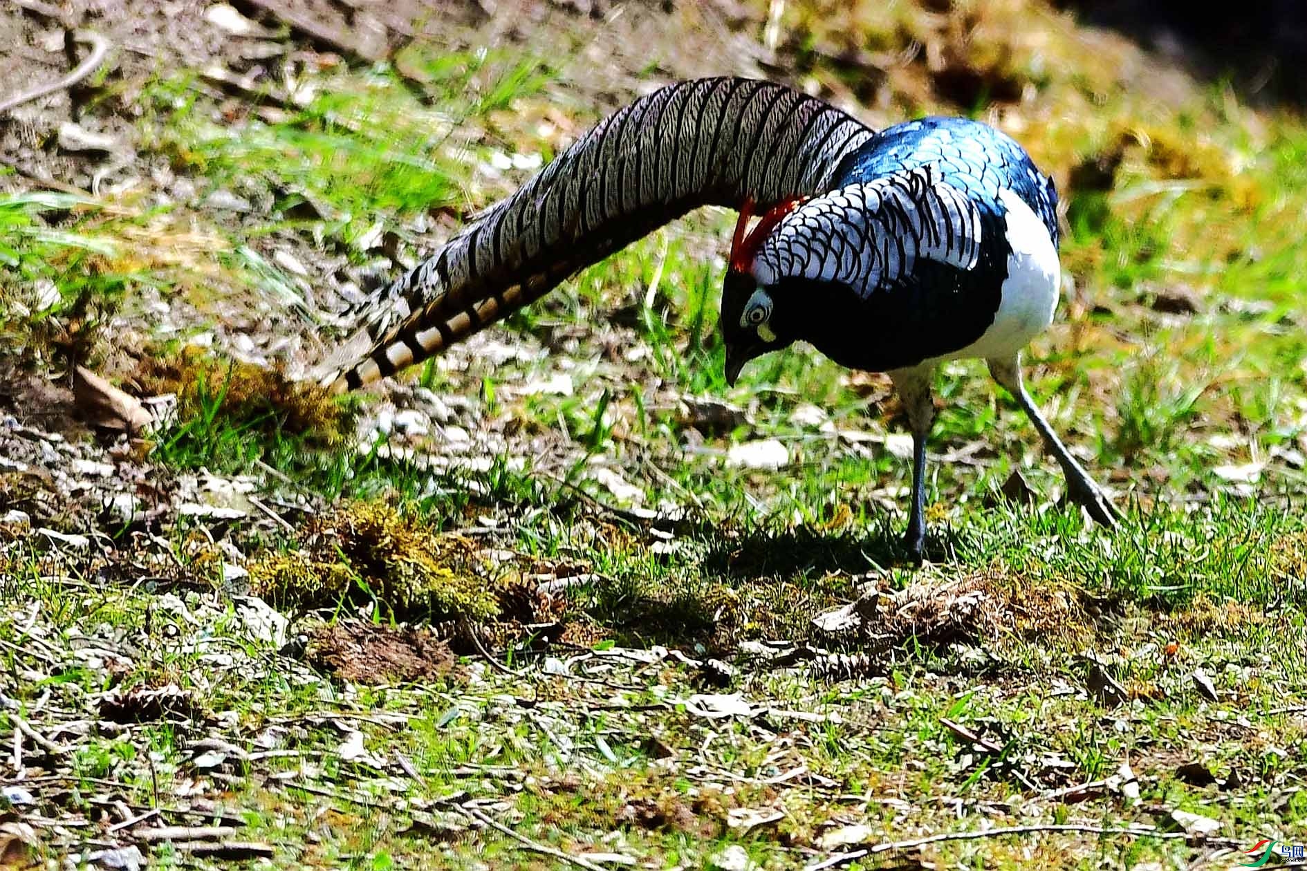 DSC_7462_����.jpg