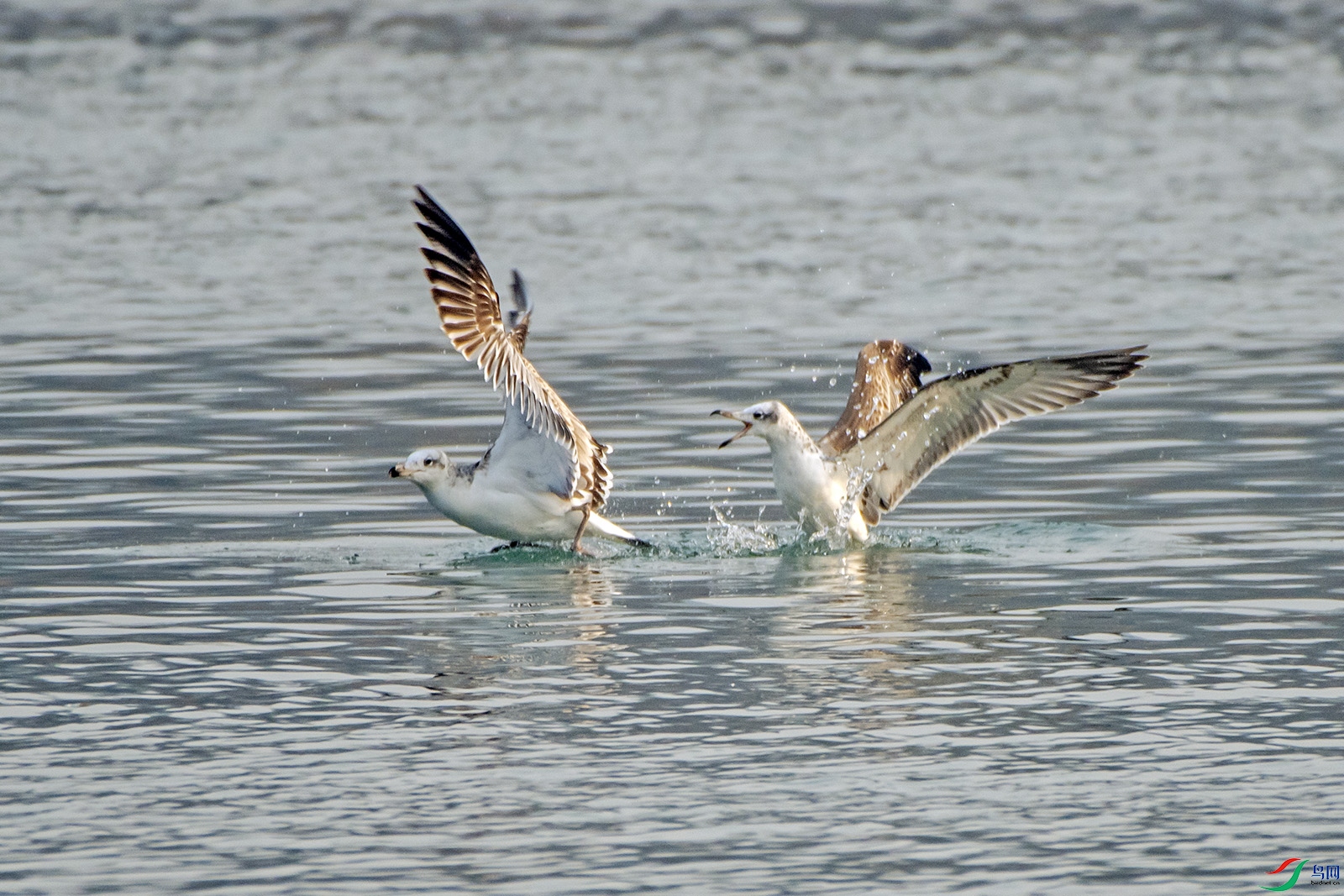 DSC_2651 0.jpg