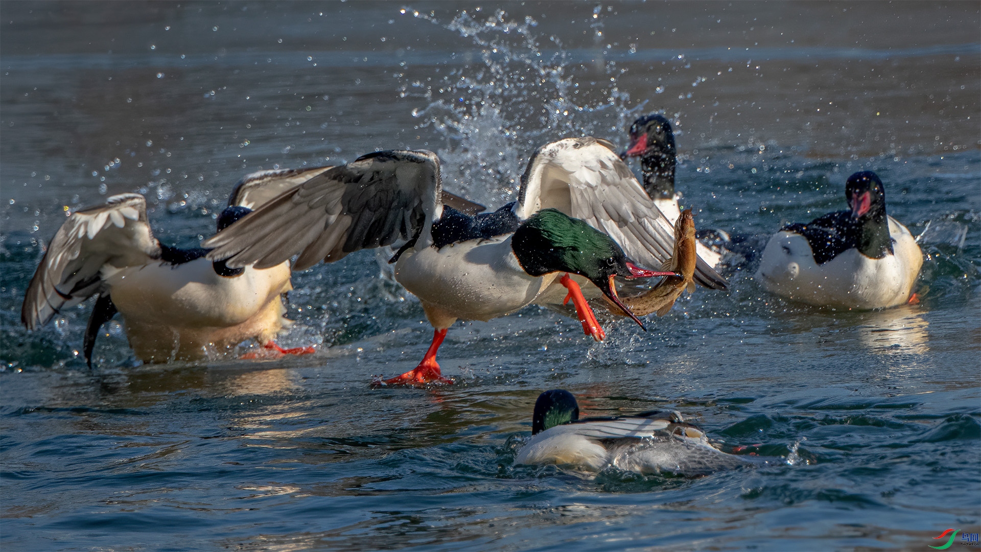 DSC_2061-9.jpg